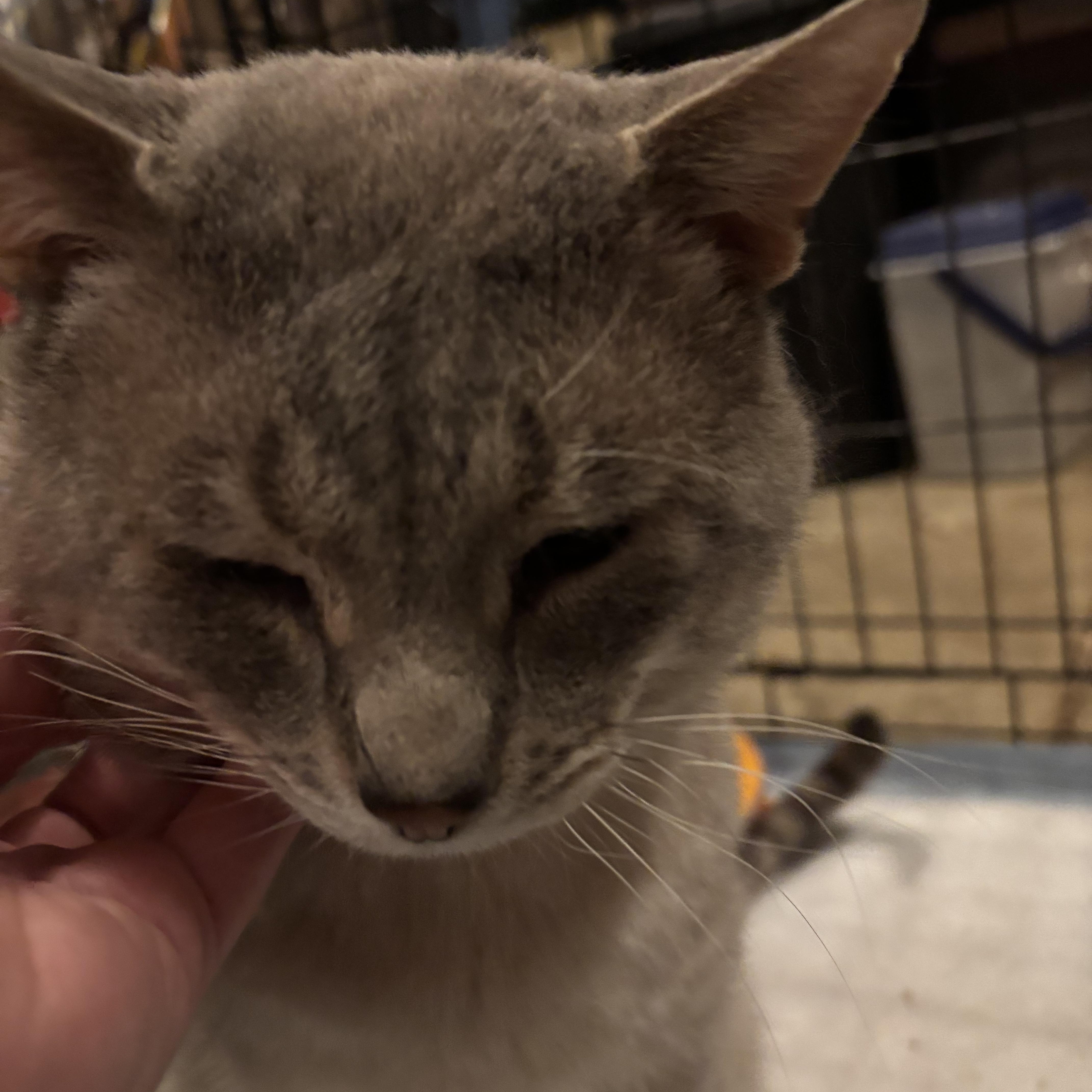 Enlarge April & Jasper, a Adopted Domestic Short Hair in Cuyahoga Falls, OH image 1/6