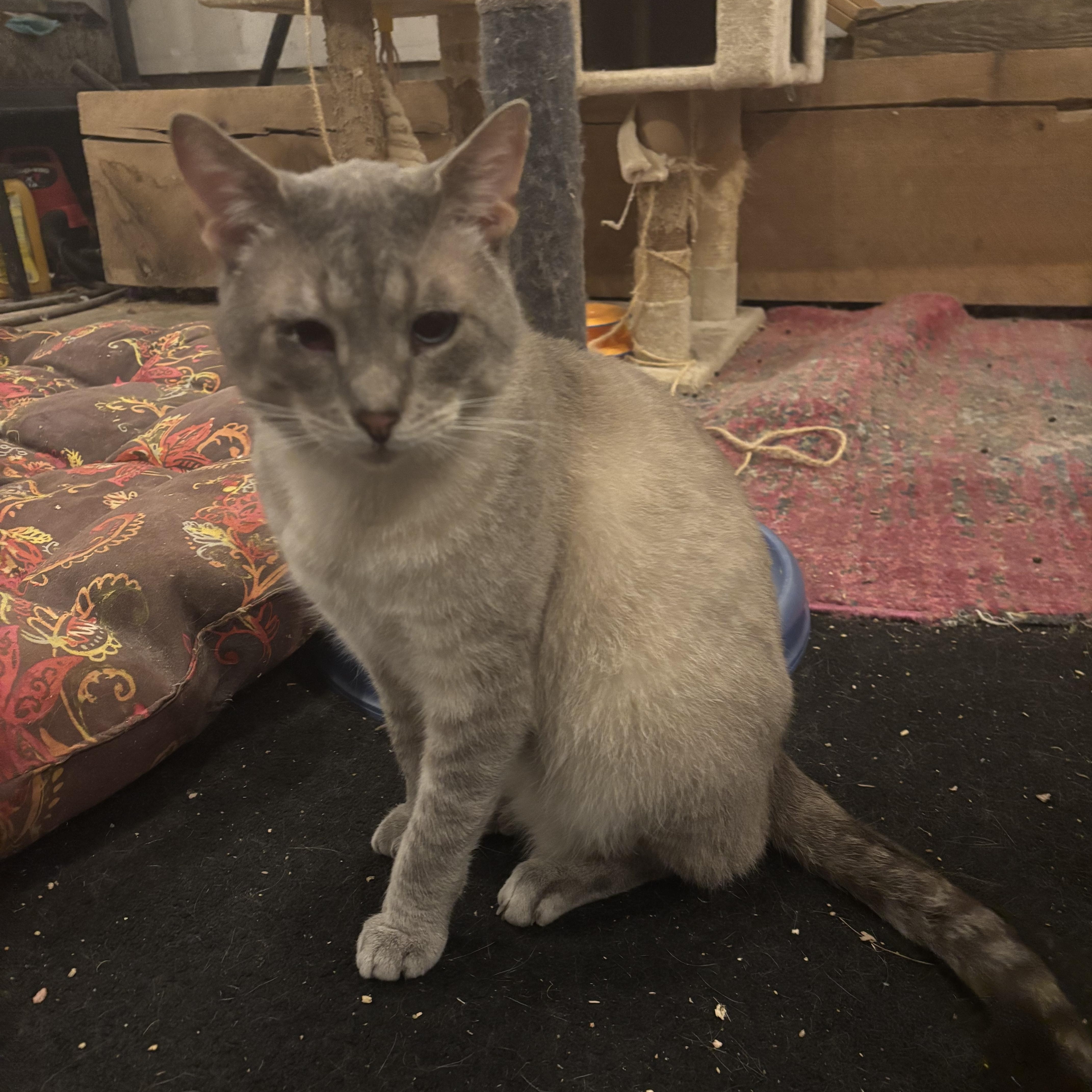 Enlarge April & Jasper, a Adopted Domestic Short Hair in Cuyahoga Falls, OH image 2/6