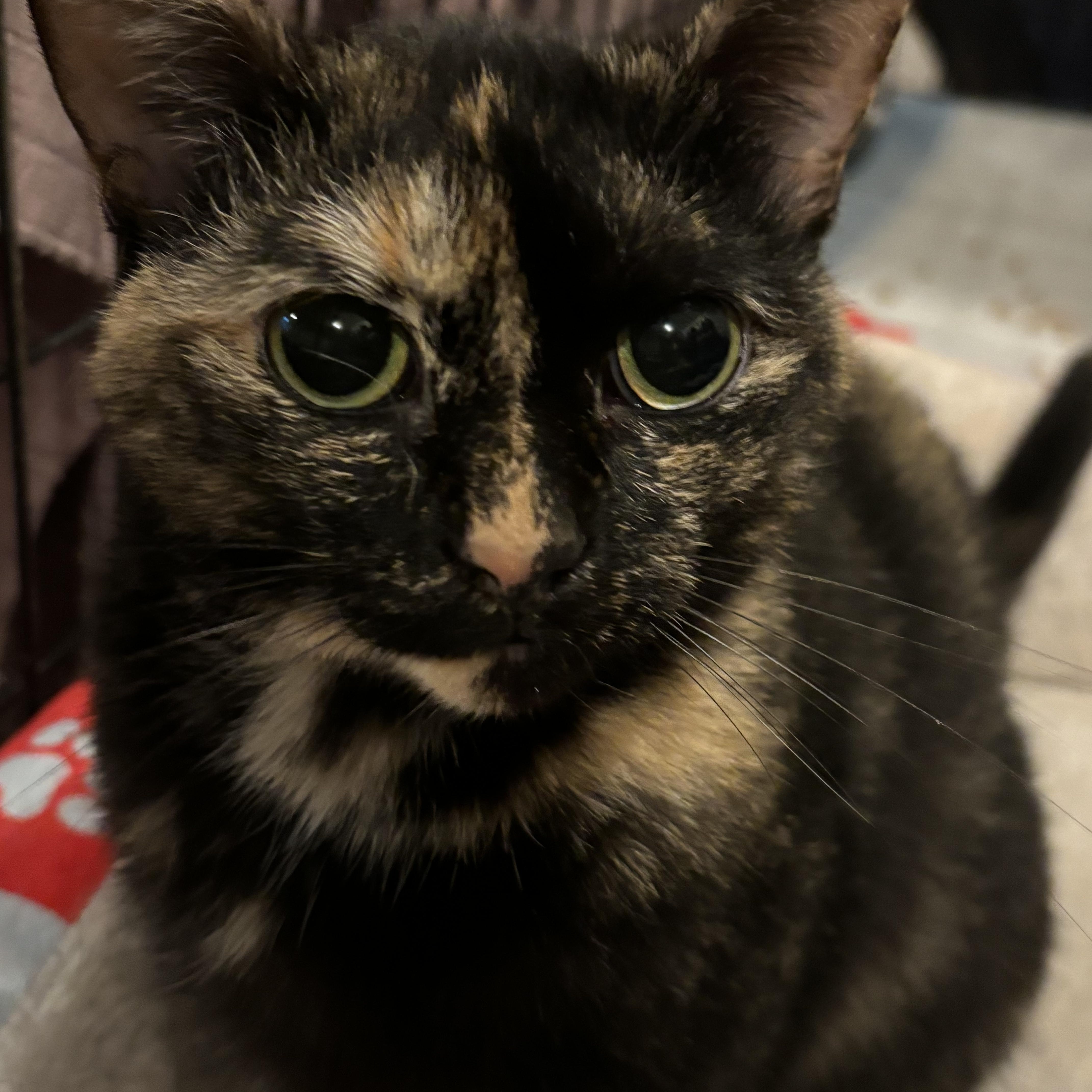 Enlarge April & Jasper, a Adopted Domestic Short Hair in Cuyahoga Falls, OH image 3/6