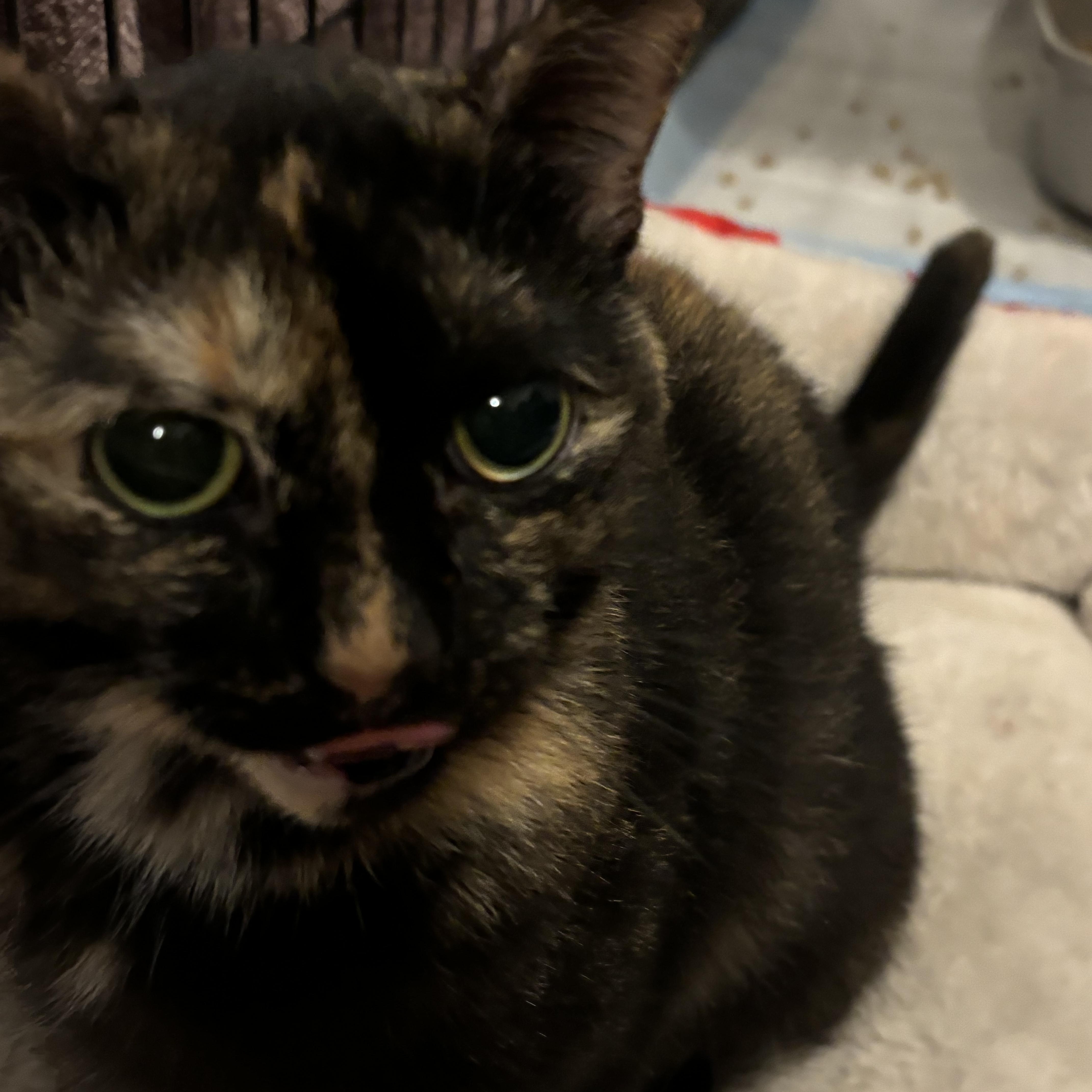 Enlarge April & Jasper, a Adopted Domestic Short Hair in Cuyahoga Falls, OH image 4/6