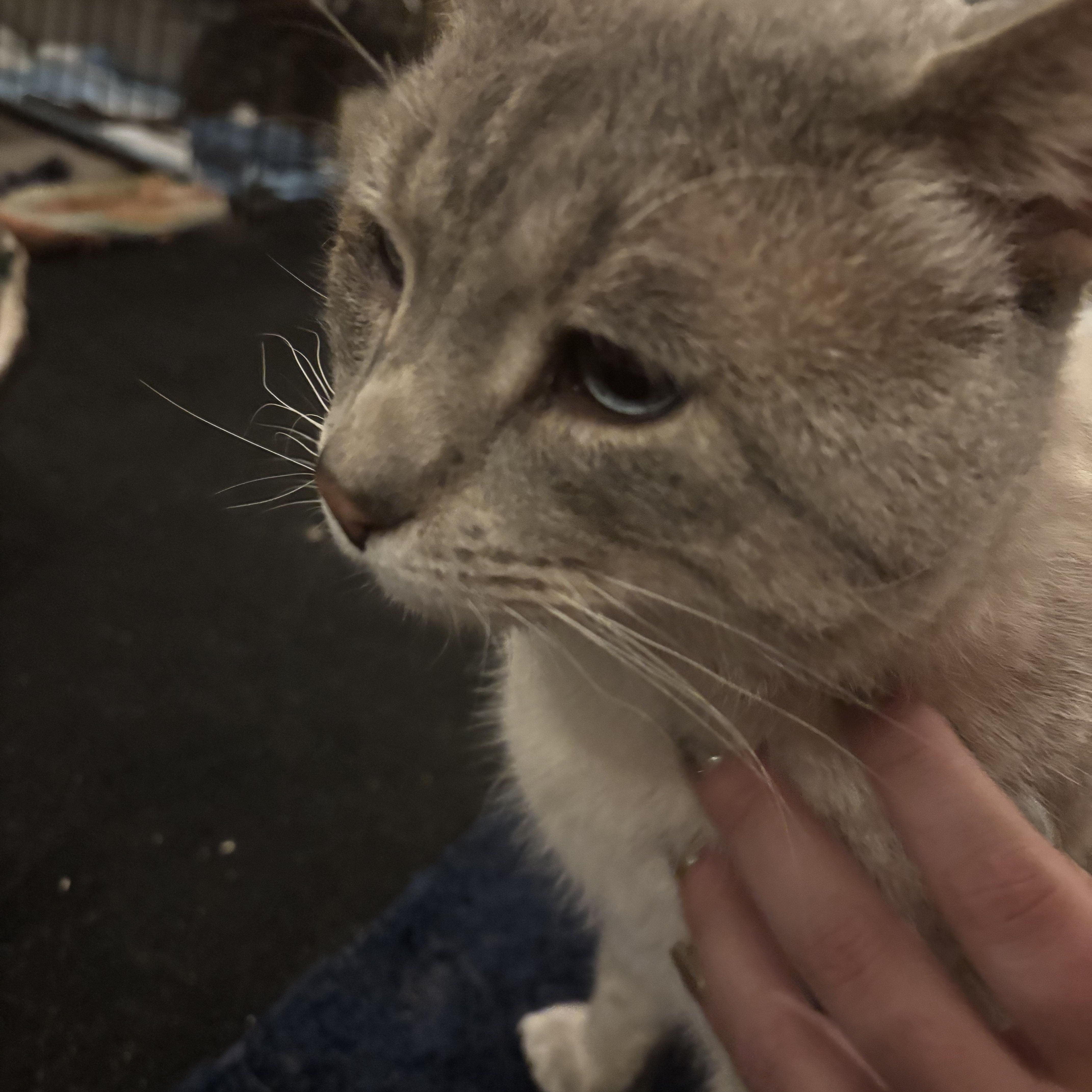 Enlarge April & Jasper, a Adopted Domestic Short Hair in Cuyahoga Falls, OH image 5/6