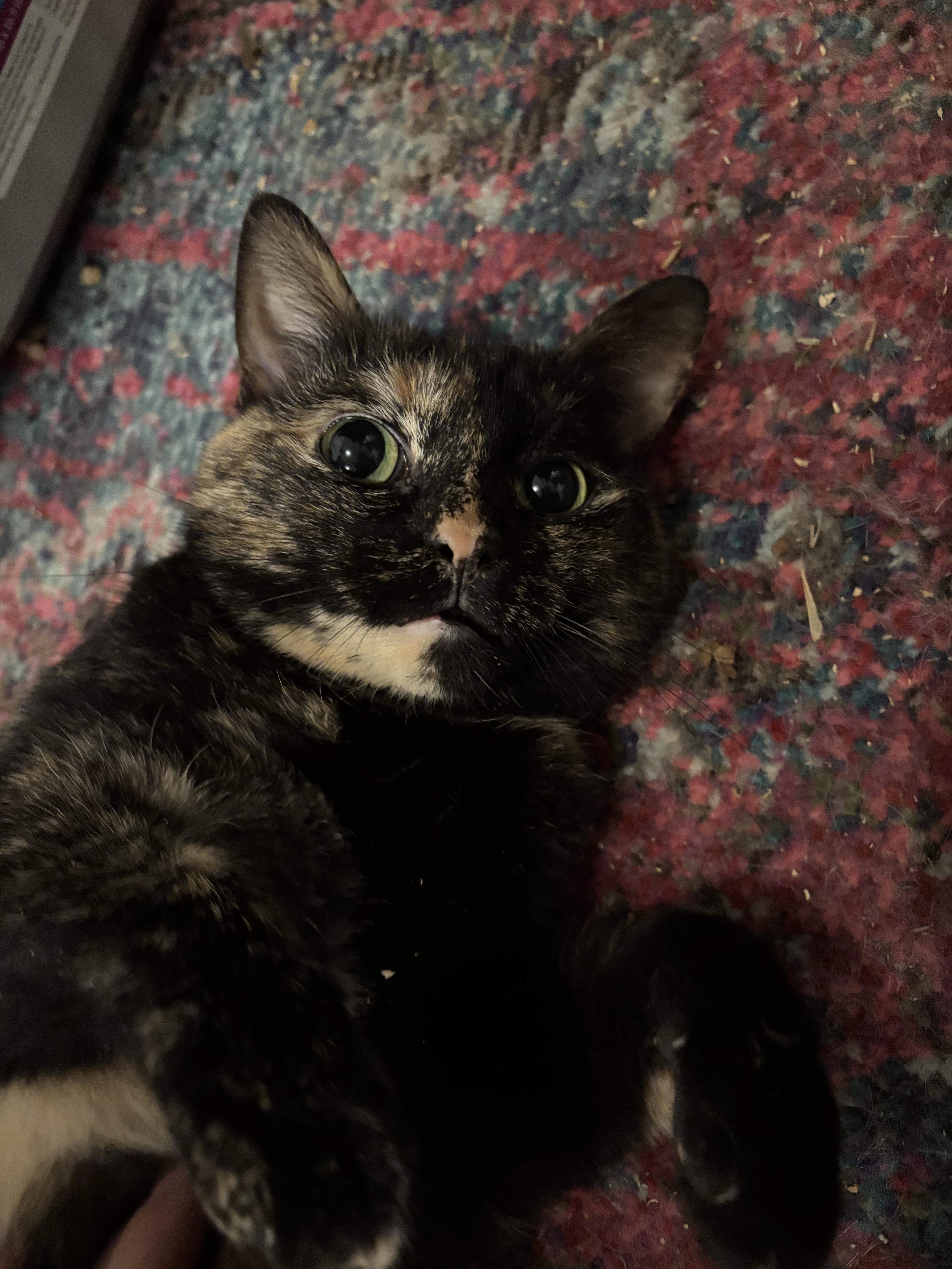 Enlarge April & Jasper, a Adopted Domestic Short Hair in Cuyahoga Falls, OH image 6/6