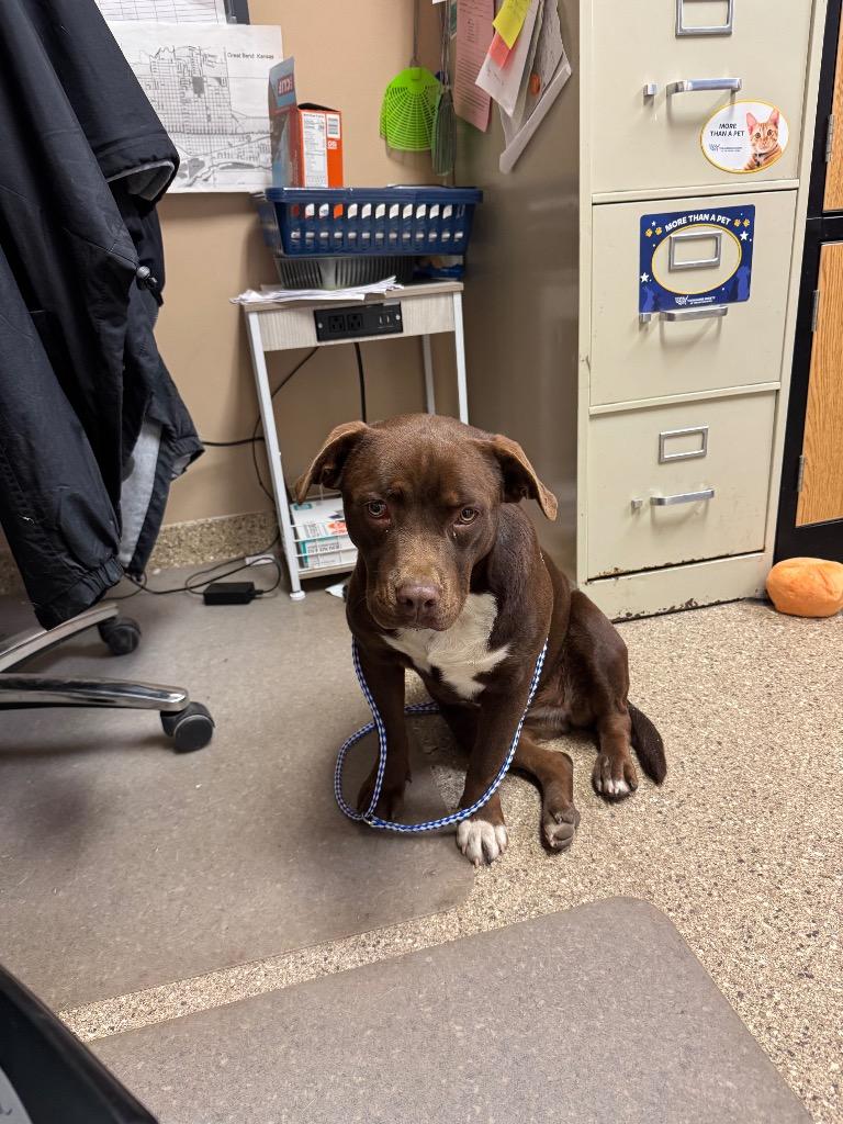 Coco, Adoptable, Adult Female Labrador Retriever & Pit Bull Terrier.