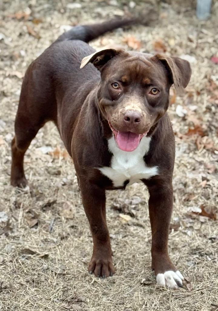 Enlarge Coco, a Adoptable mixed breed in Great Bend, KS image 2/2