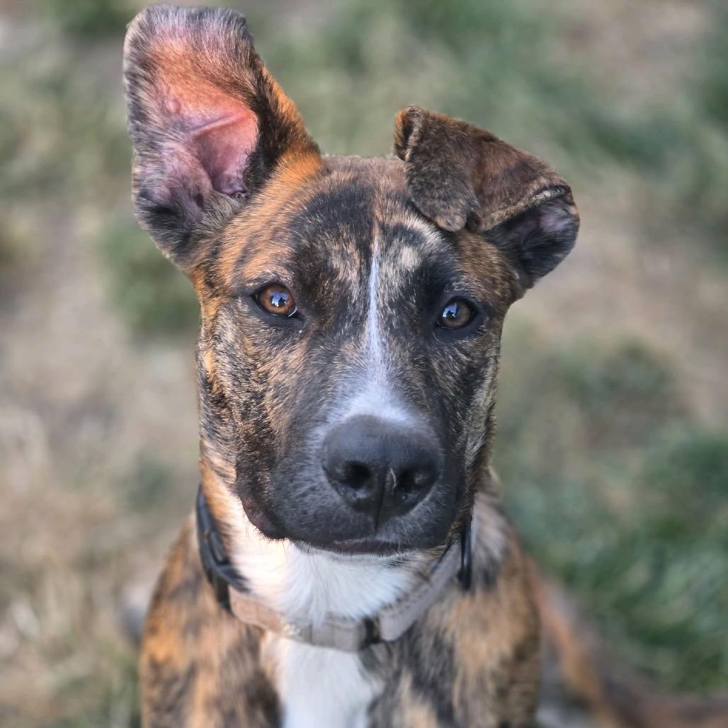 Dolly, Adoptable, Young Female American Staffordshire Terrier & German Shepherd Dog.