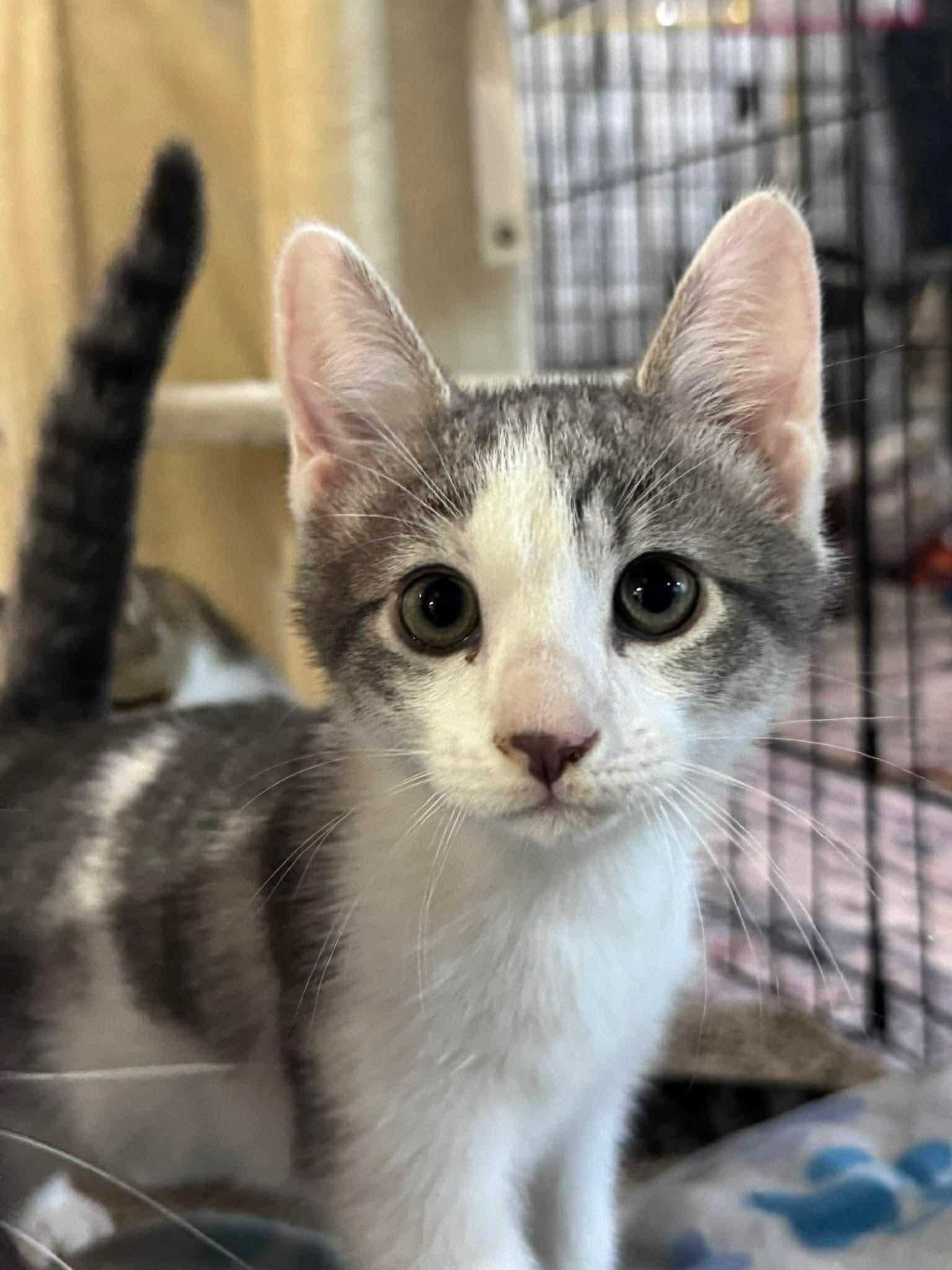 Cloud & Rain, a ADOPTABLE Domestic Short Hair in Rixeyville, VA image 2/5