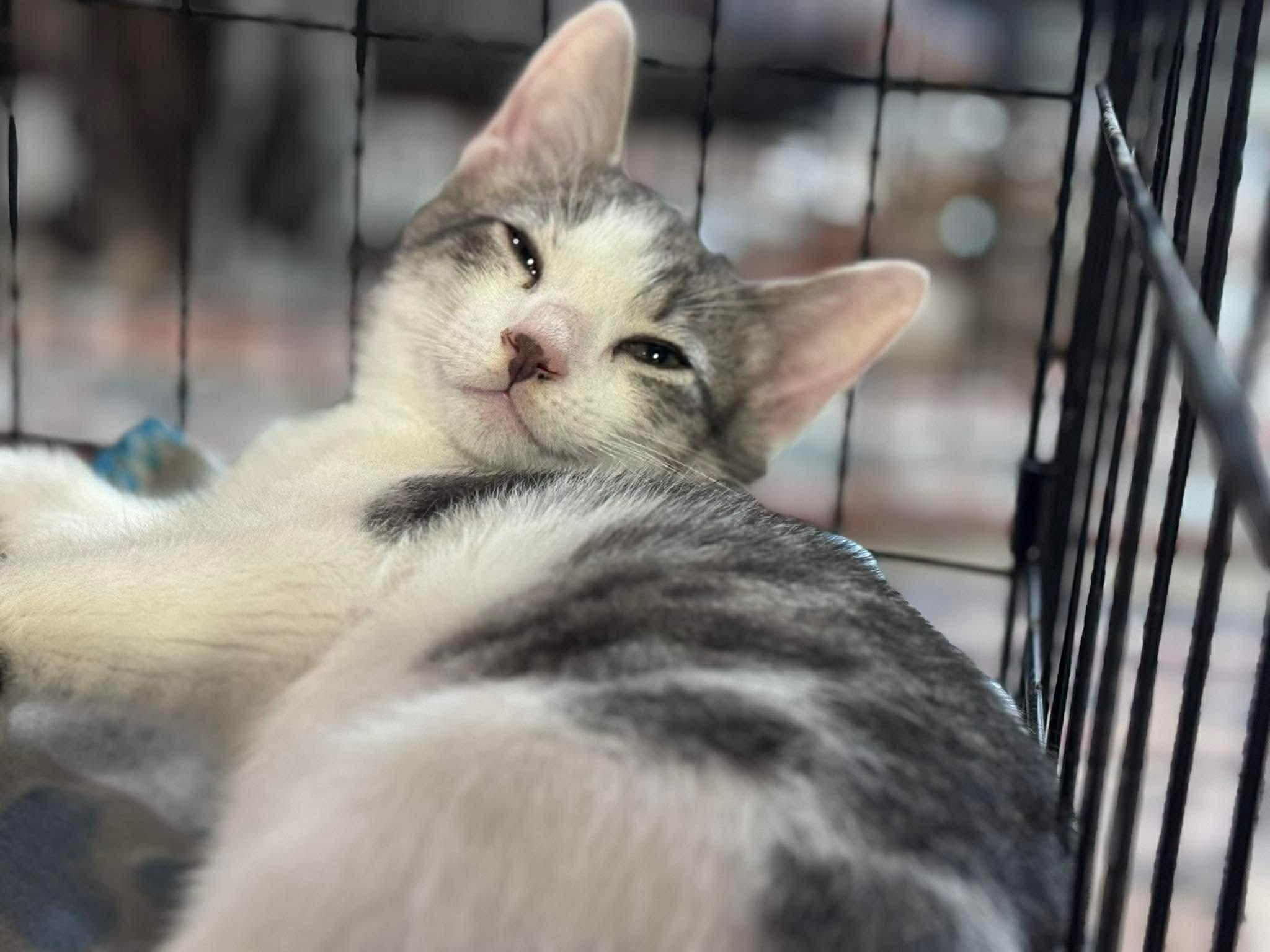 Cloud & Rain, a ADOPTABLE Domestic Short Hair in Rixeyville, VA image 3/5