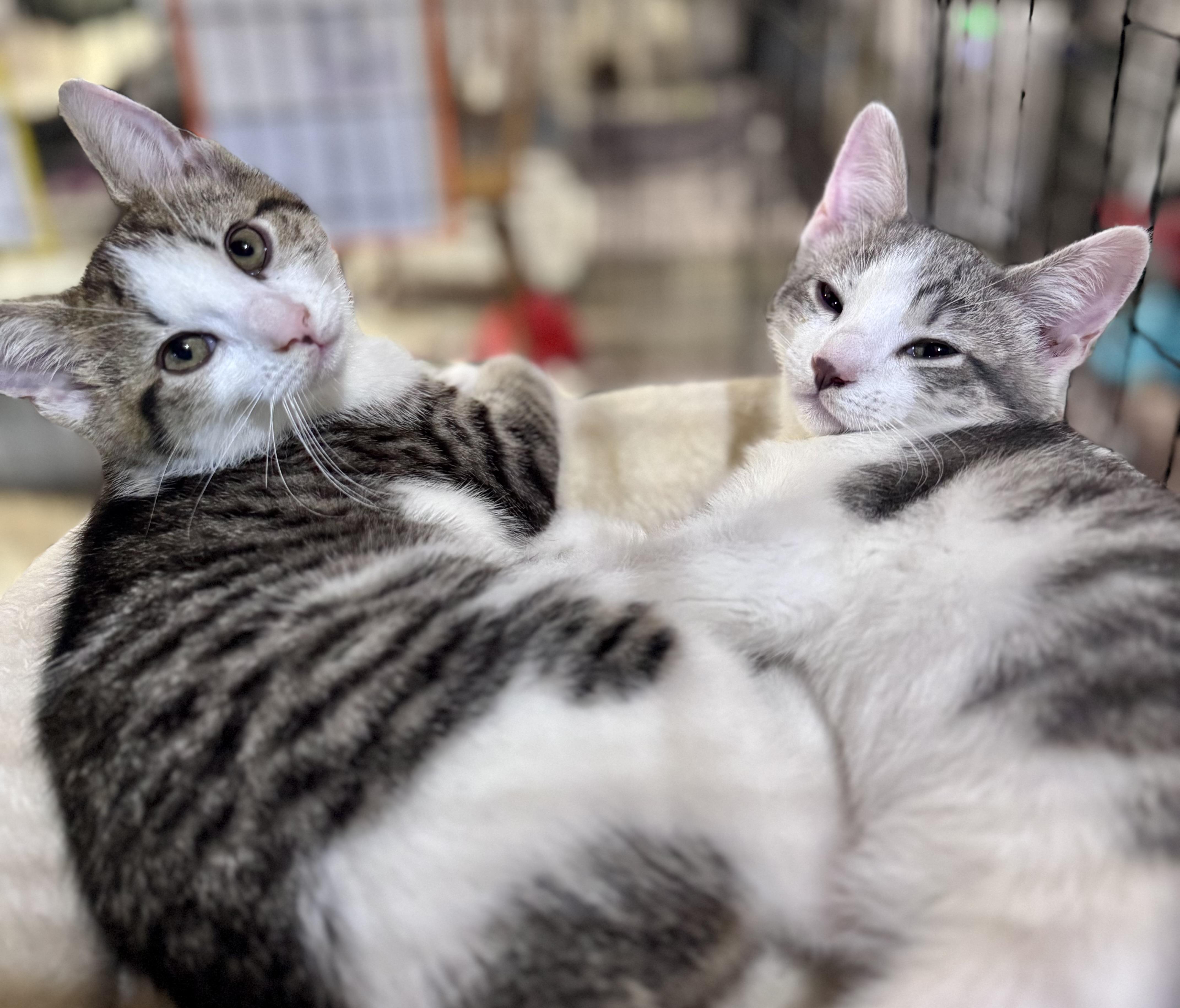 Cloud & Rain, a ADOPTABLE Domestic Short Hair in Rixeyville, VA image 1/5