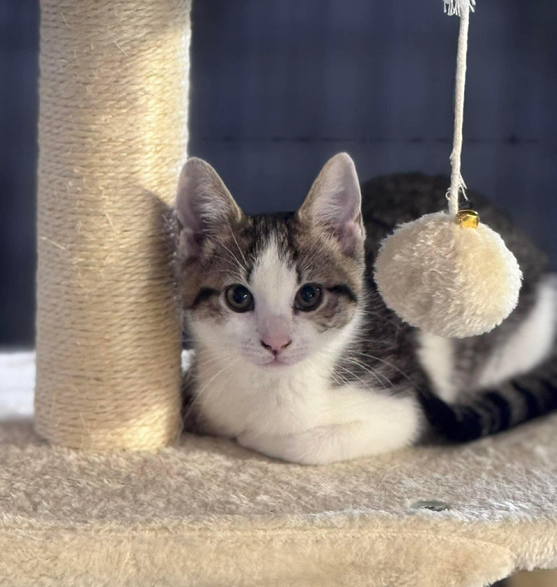 Cloud & Rain, a ADOPTABLE Domestic Short Hair in Rixeyville, VA image 4/5