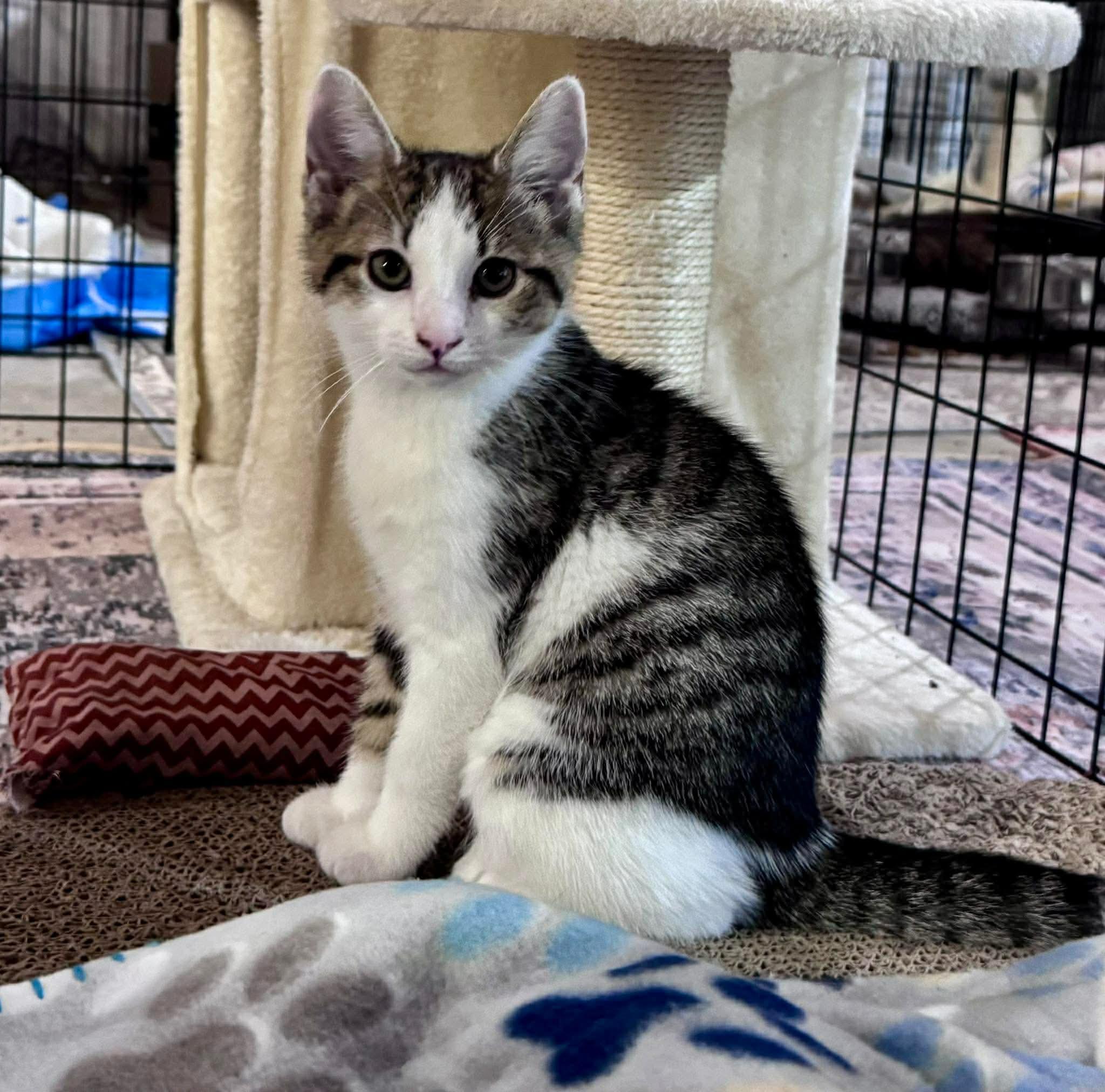 Cloud & Rain, a ADOPTABLE Domestic Short Hair in Rixeyville, VA image 5/5