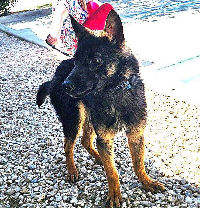 Dalton, Adopted, Young Male German Shepherd Dog.