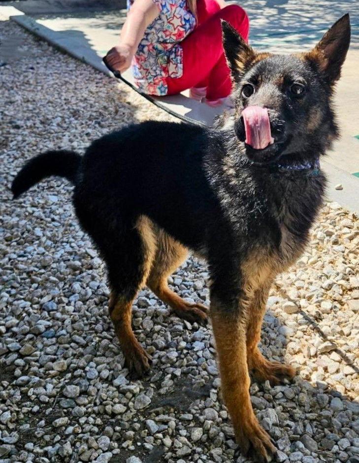 Dalton, a Adopted German Shepherd Dog in Fallbrook, CA image 2/2