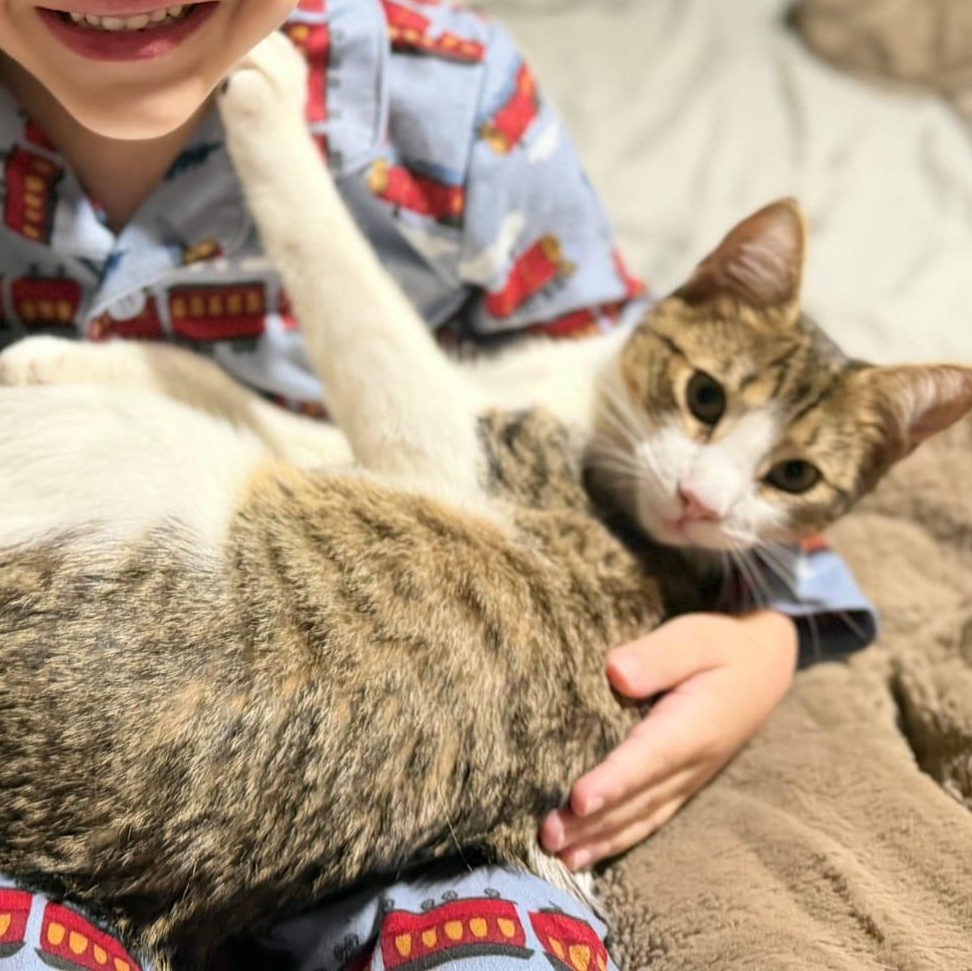 Dexter, an adoption pending Domestic Short Hair in Florham Park, NJ image 1/4
