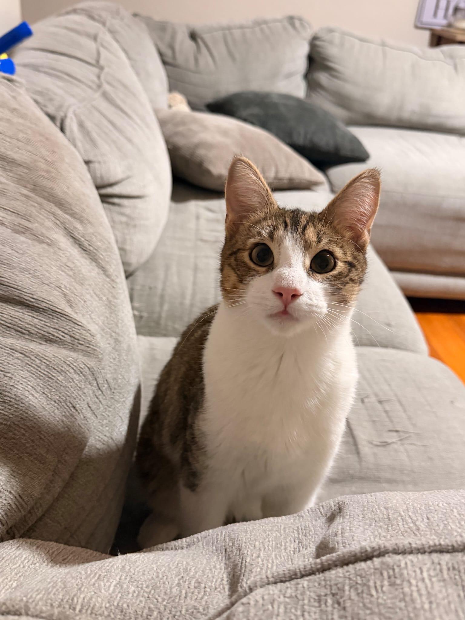 Dexter, an adoption pending Domestic Short Hair in Florham Park, NJ image 4/4