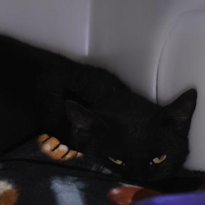 Rose, Adoptable, Adult Female Domestic Short Hair & Domestic Short Hair.