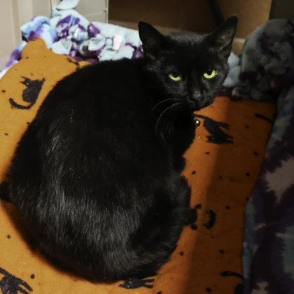 Enlarge Rose, a Adoptable mixed breed in Madison, WI image 2/2