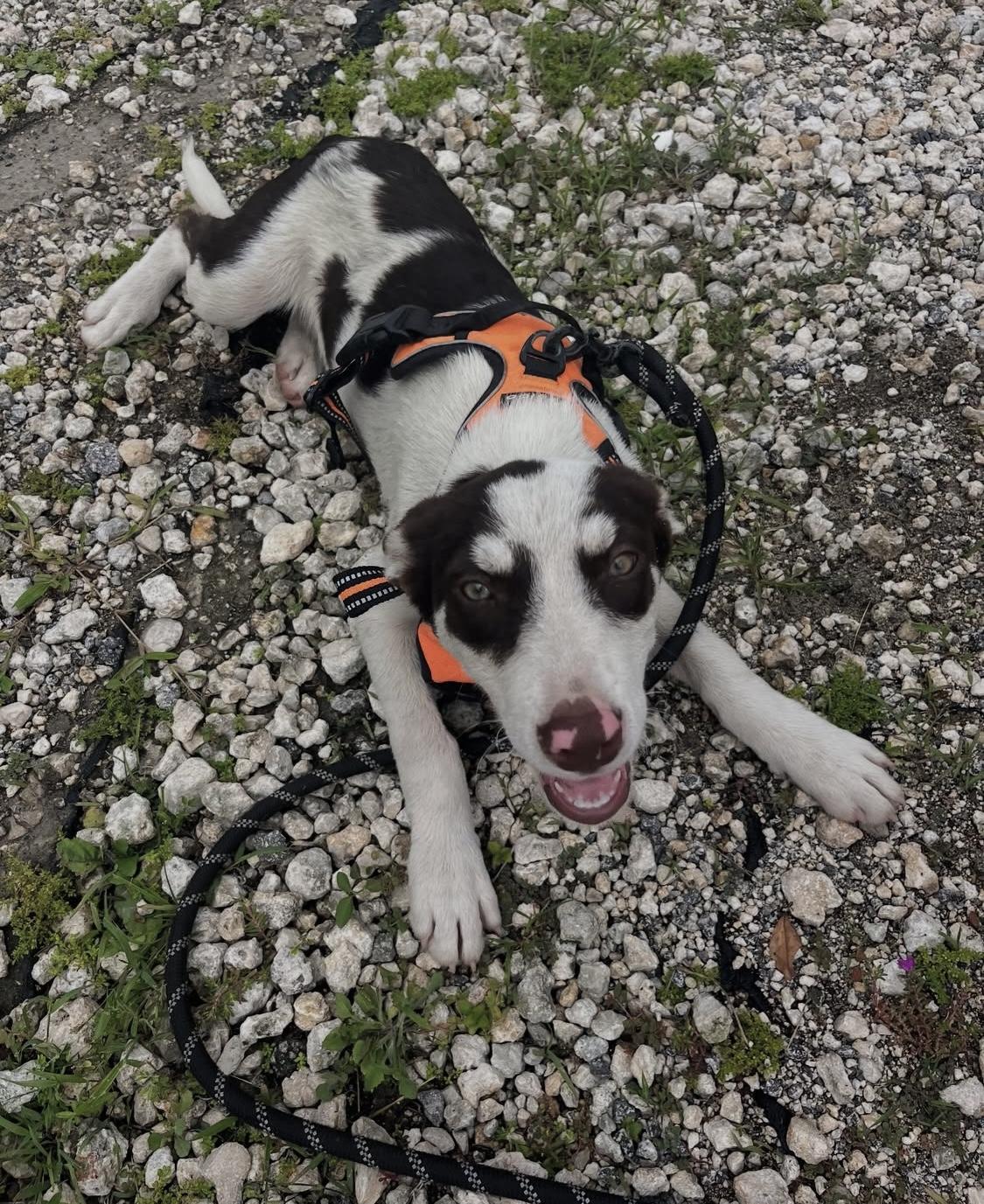 PICASSO is a male dog who radiates warmth and affection wherever he goes With his soulful eyes and 