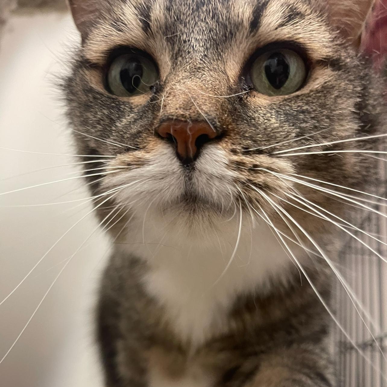 Ralphie, a Adoptable Domestic Short Hair in Indiana, PA image 2/3