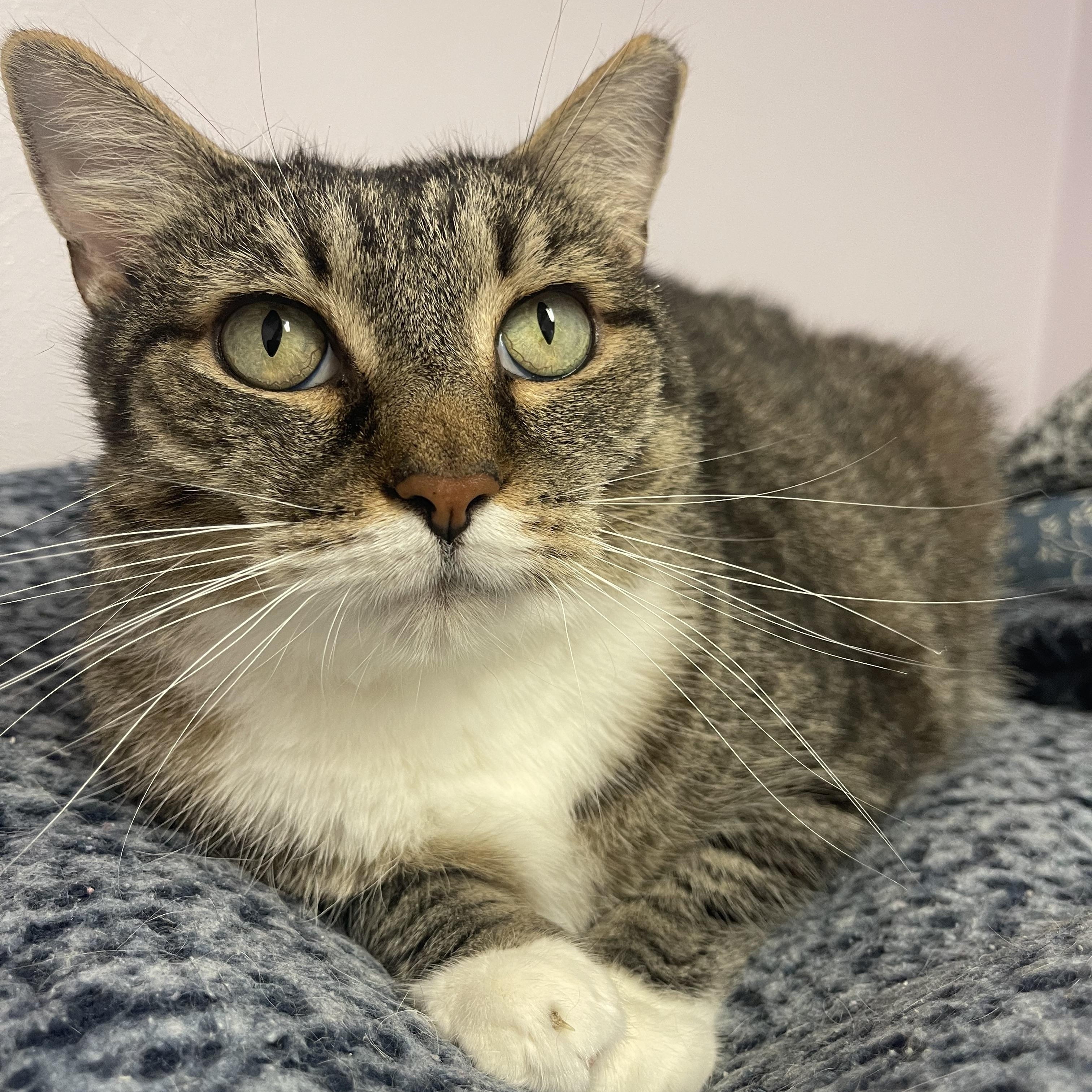 Ralphie, Adoptable, Adult Male Domestic Short Hair.
