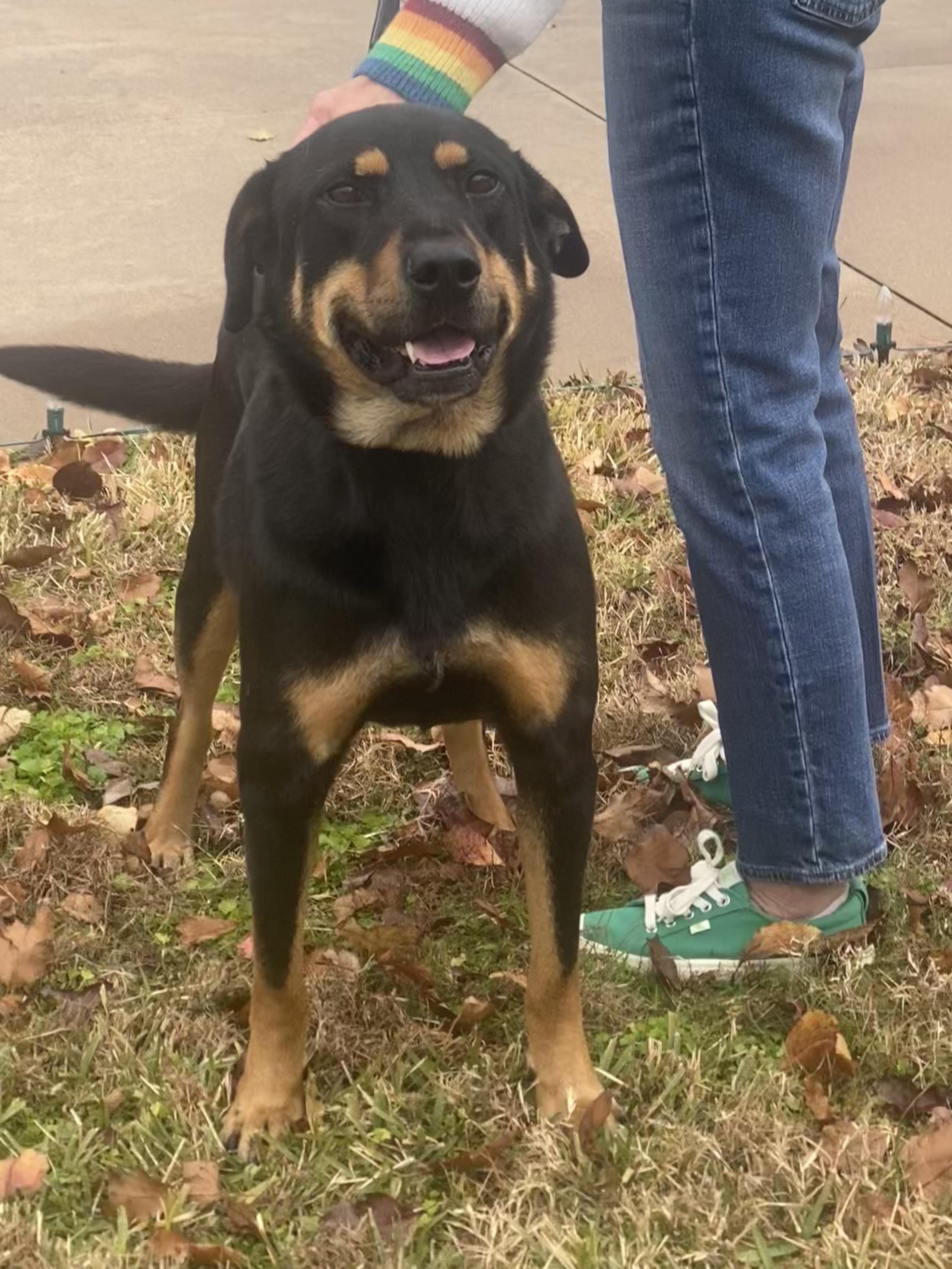 Zeke, a Adoptable mixed breed in Corsicana, TX image 1/4