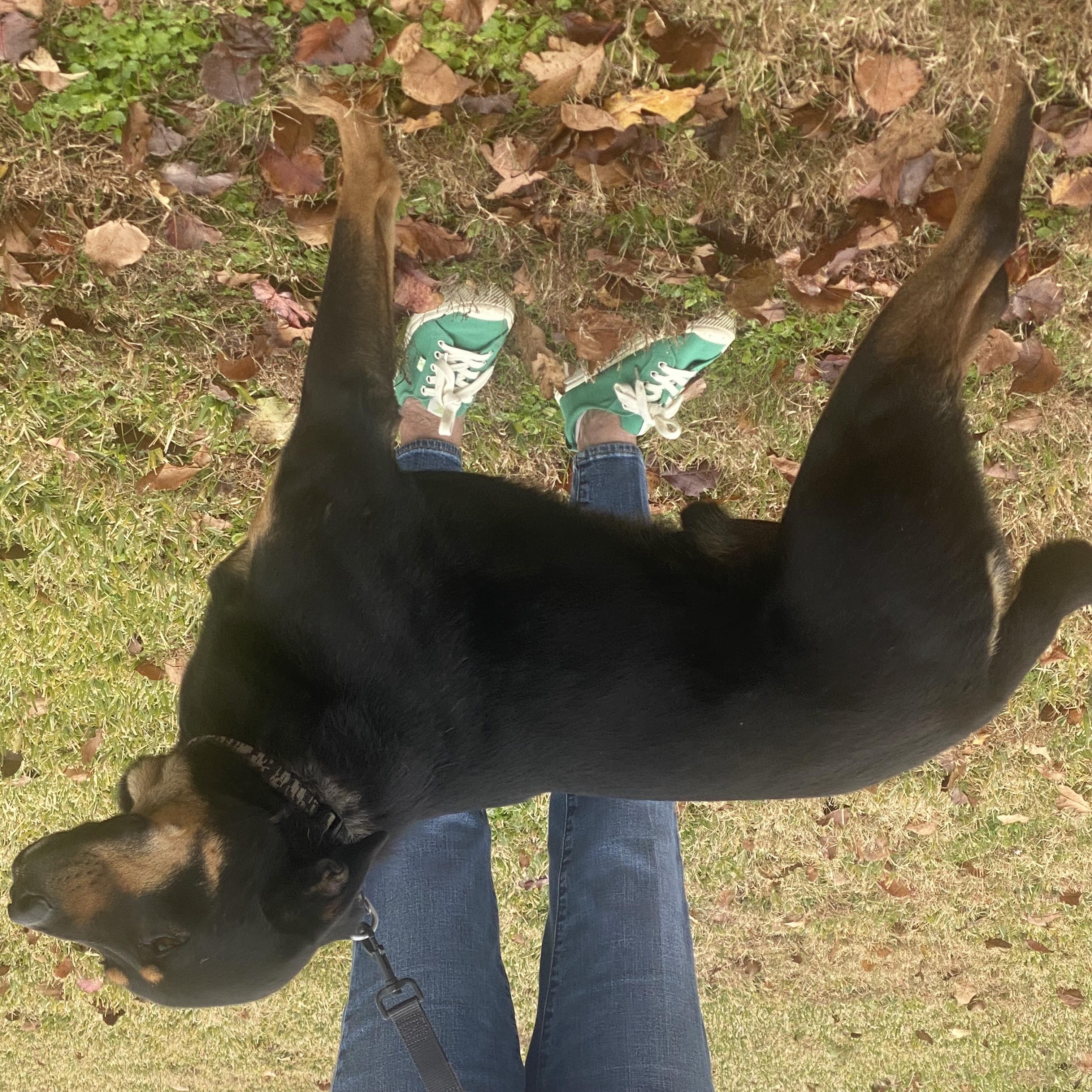 Zeke, a Adoptable mixed breed in Corsicana, TX image 2/4