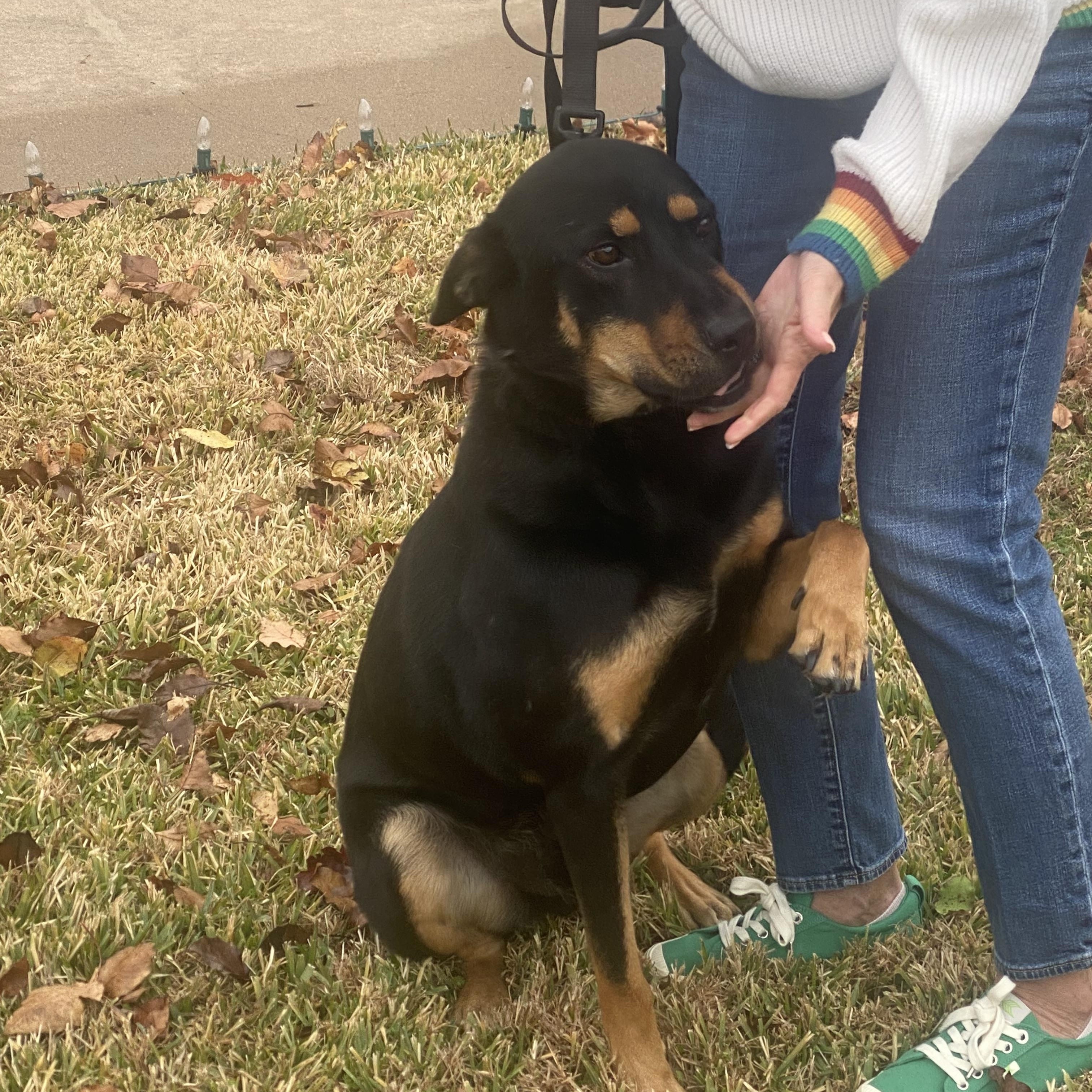 Zeke, a Adoptable mixed breed in Corsicana, TX image 3/4