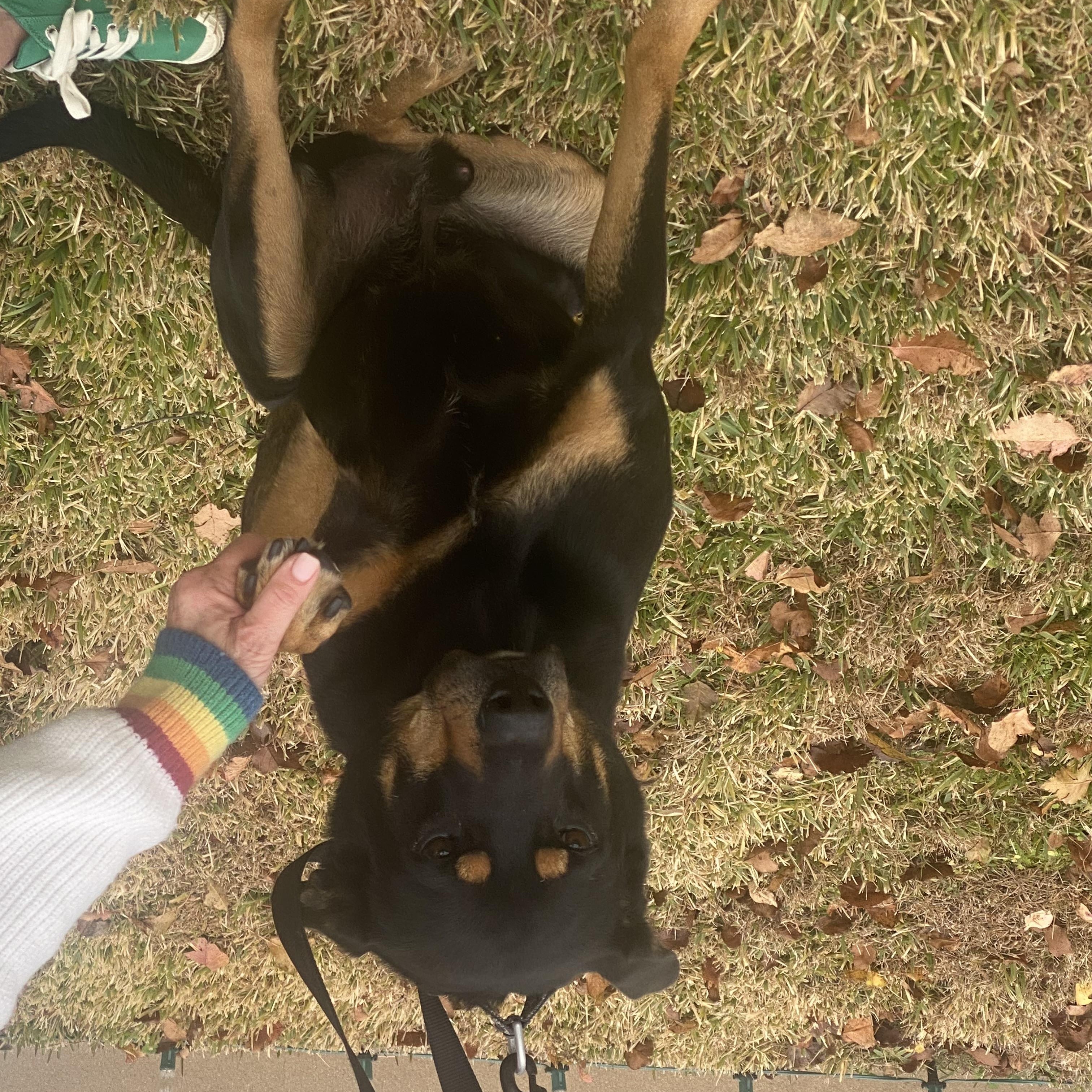 Zeke, a Adoptable mixed breed in Corsicana, TX image 4/4