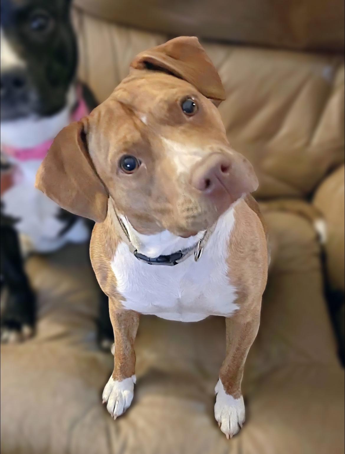 Enlarge Elsie, a Adoptable mixed breed in Kissimmee, FL image 1/6