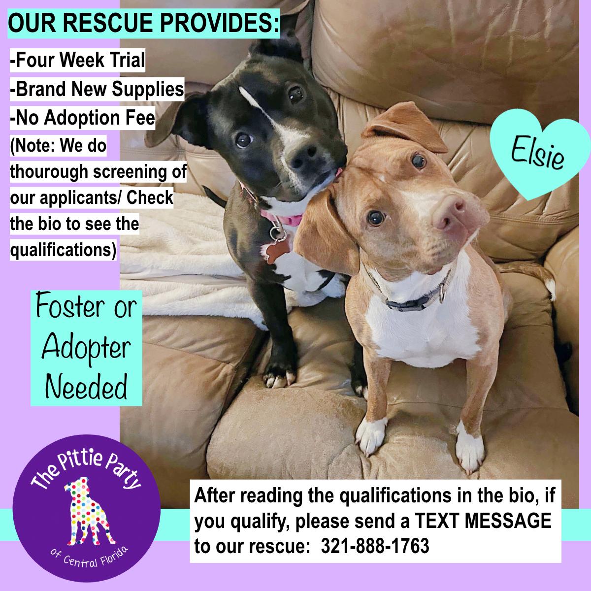 Enlarge Elsie, a Adoptable mixed breed in Kissimmee, FL image 2/6