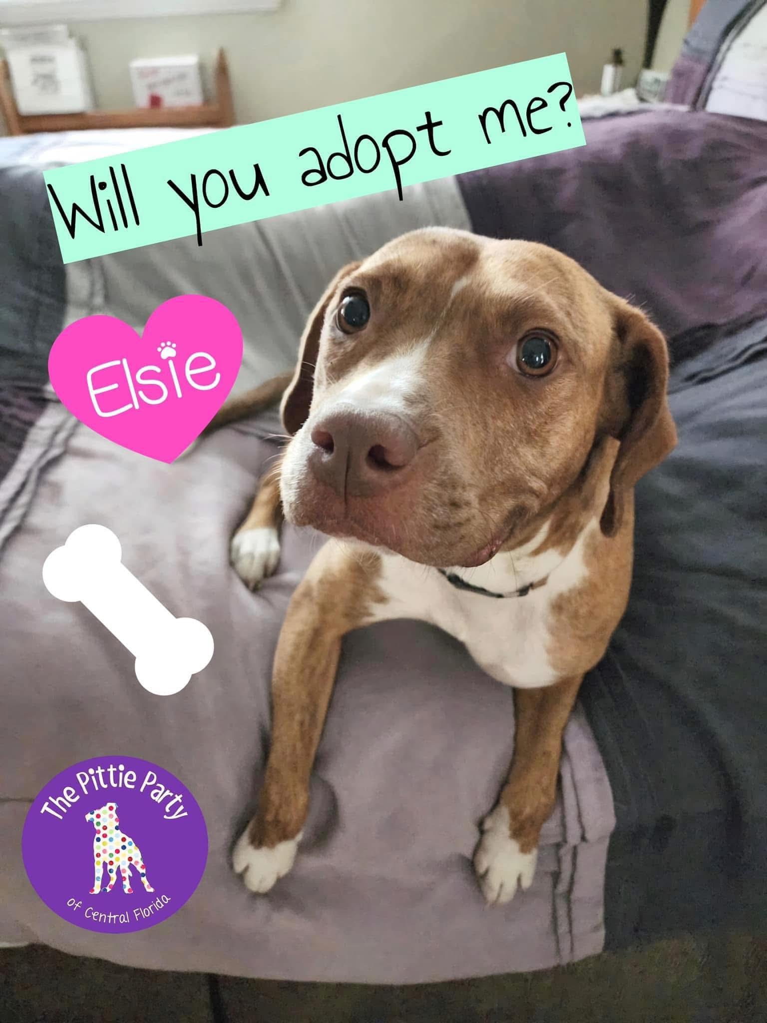 Enlarge Elsie, a Adoptable mixed breed in Kissimmee, FL image 3/6