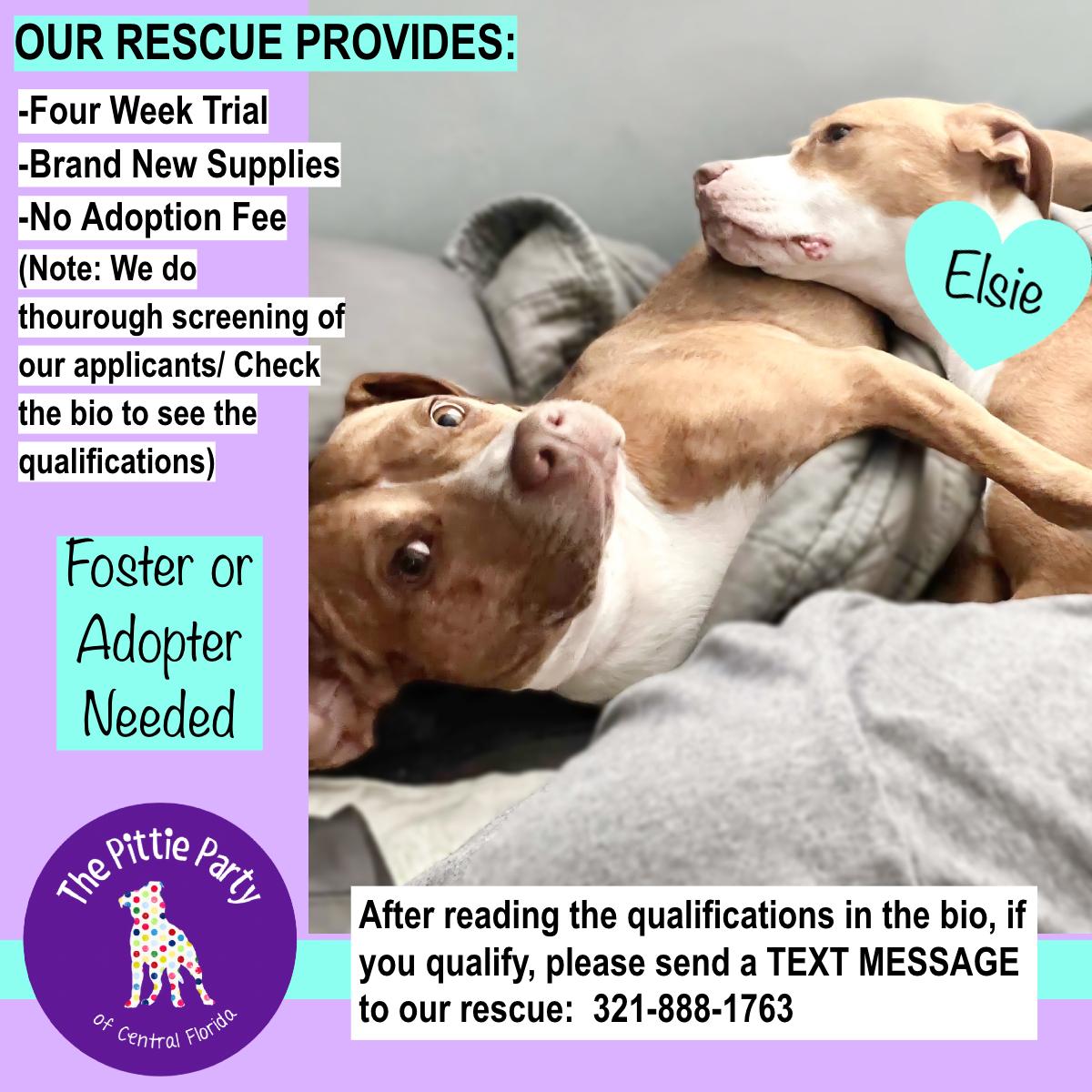 Enlarge Elsie, a Adoptable mixed breed in Kissimmee, FL image 4/6