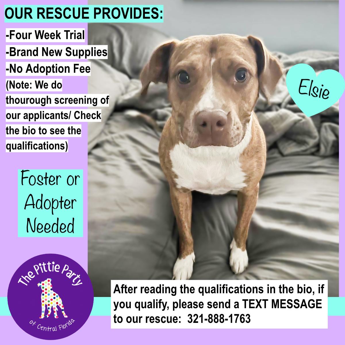 Enlarge Elsie, a Adoptable mixed breed in Kissimmee, FL image 5/6