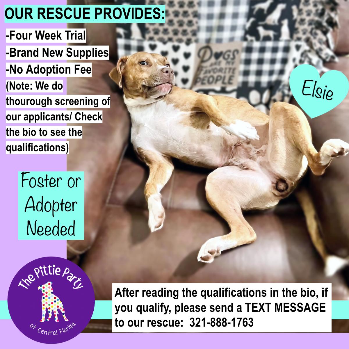 Enlarge Elsie, a Adoptable mixed breed in Kissimmee, FL image 6/6