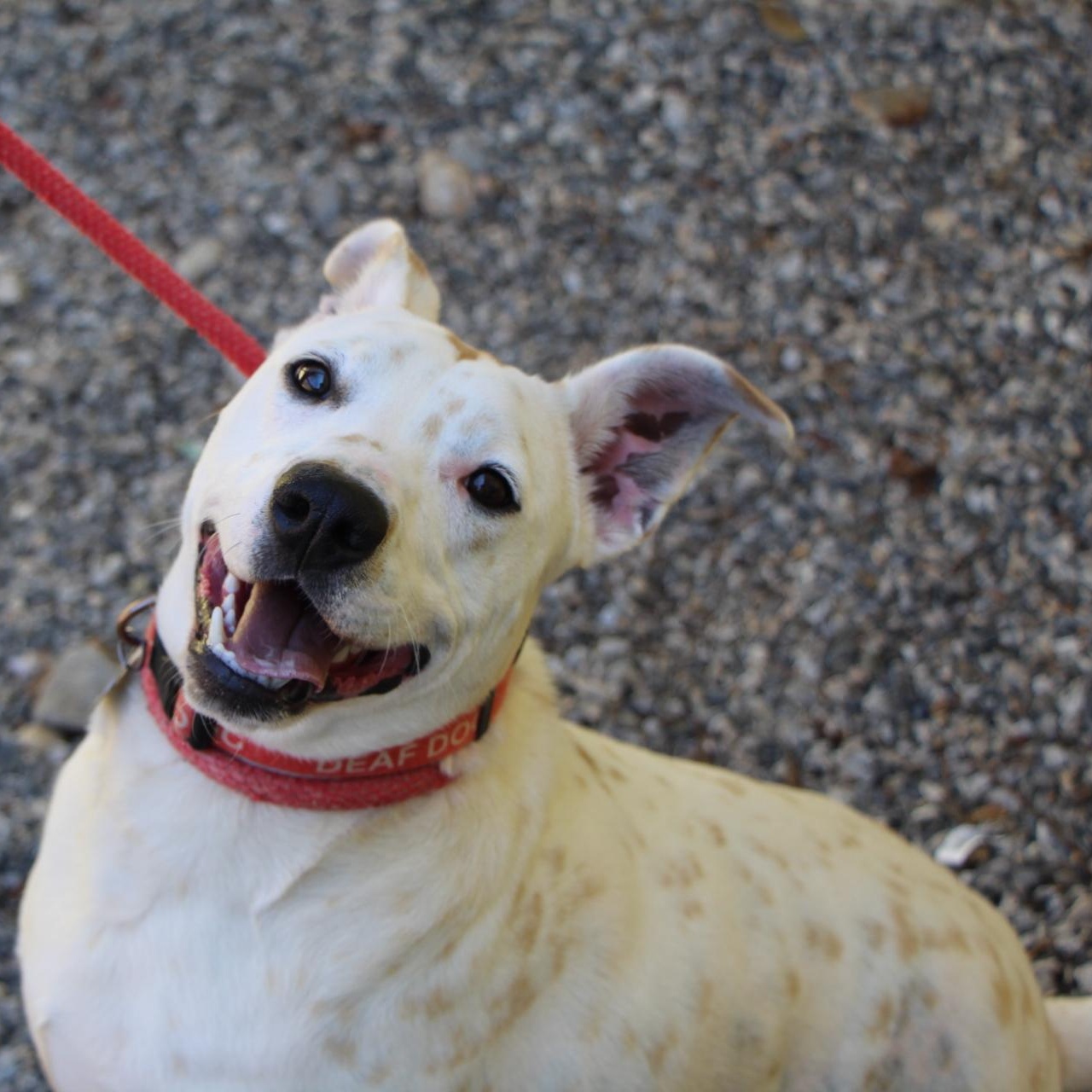 Harvey, a Adoptable mixed breed in Dawsonville, GA image 3/6