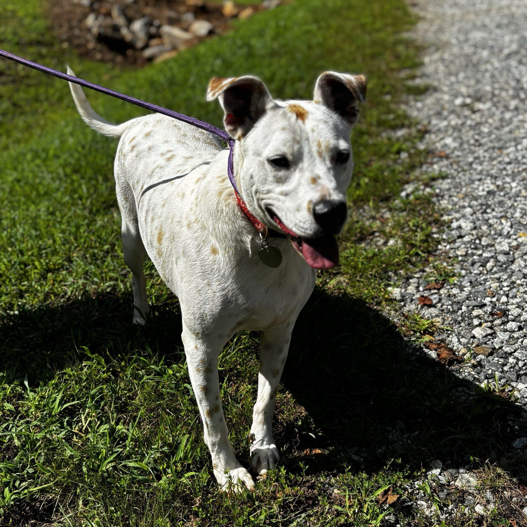 Harvey, a Adoptable mixed breed in Dawsonville, GA image 5/6