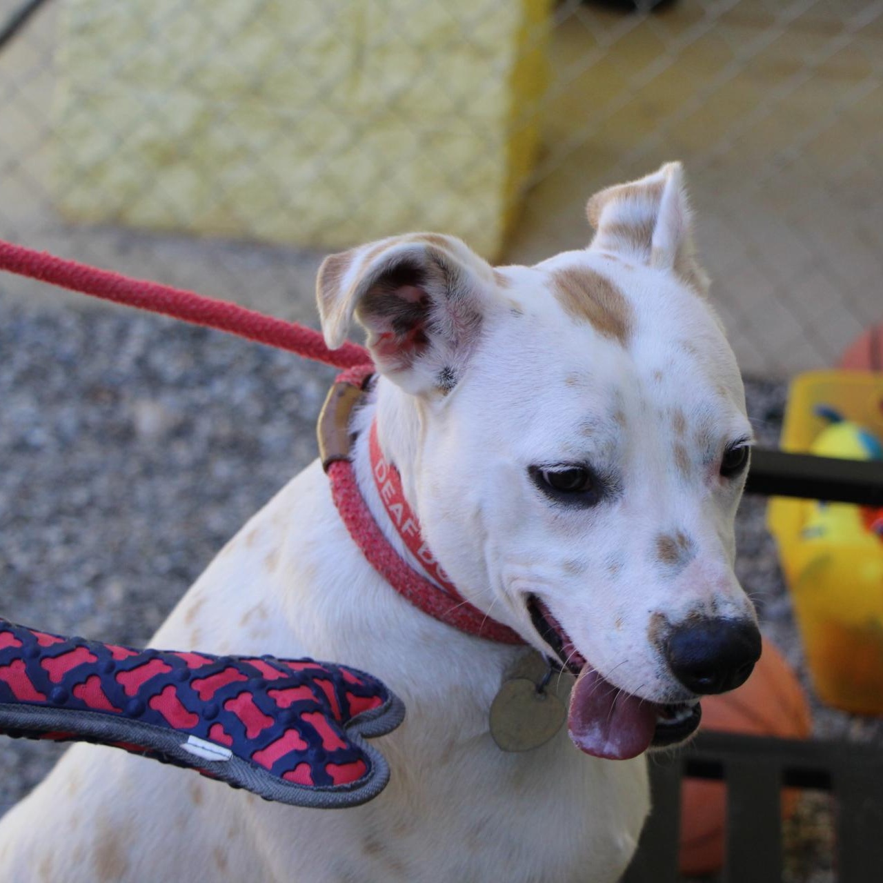 Harvey, a Adoptable mixed breed in Dawsonville, GA image 6/6
