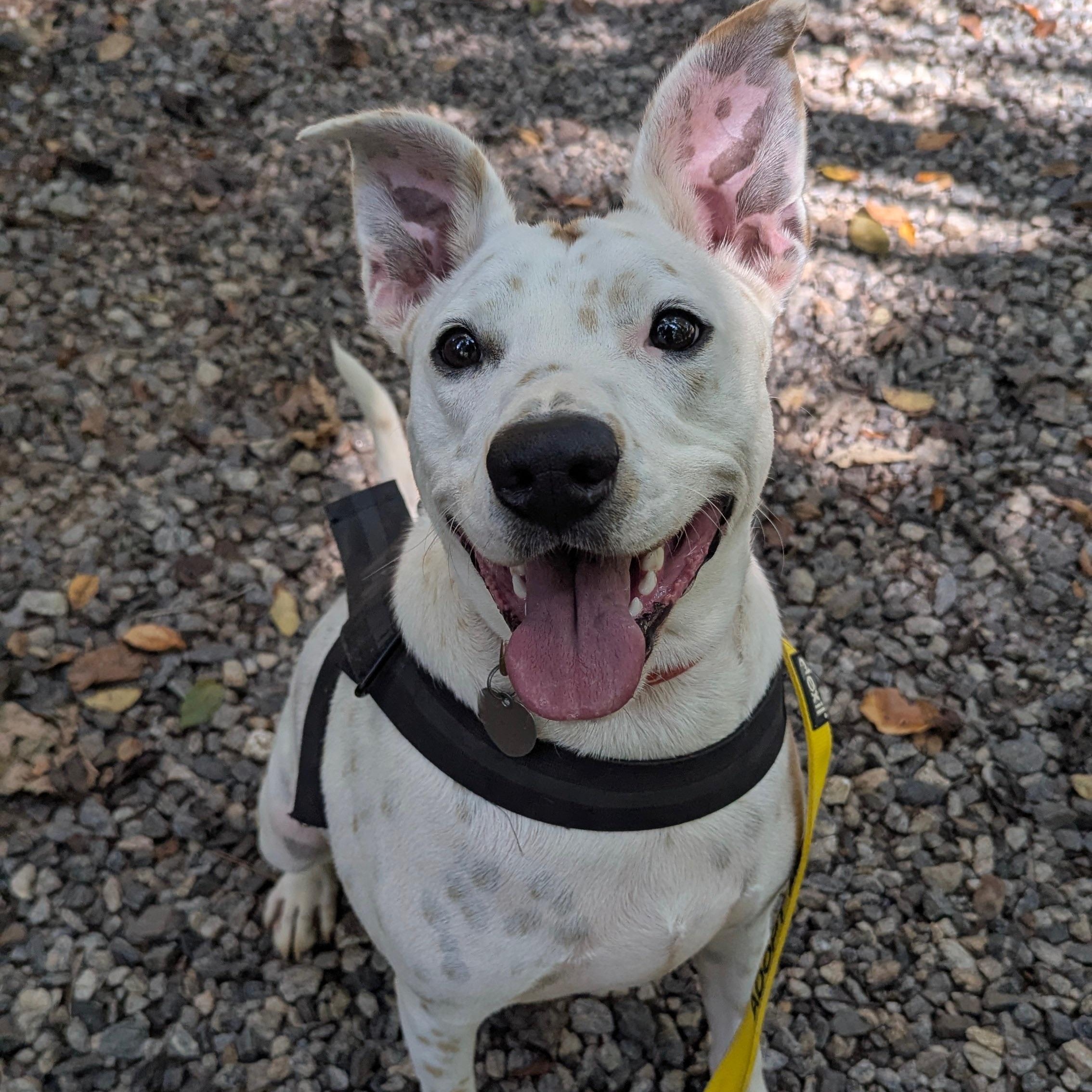 Harvey, a Adoptable mixed breed in Dawsonville, GA image 2/6