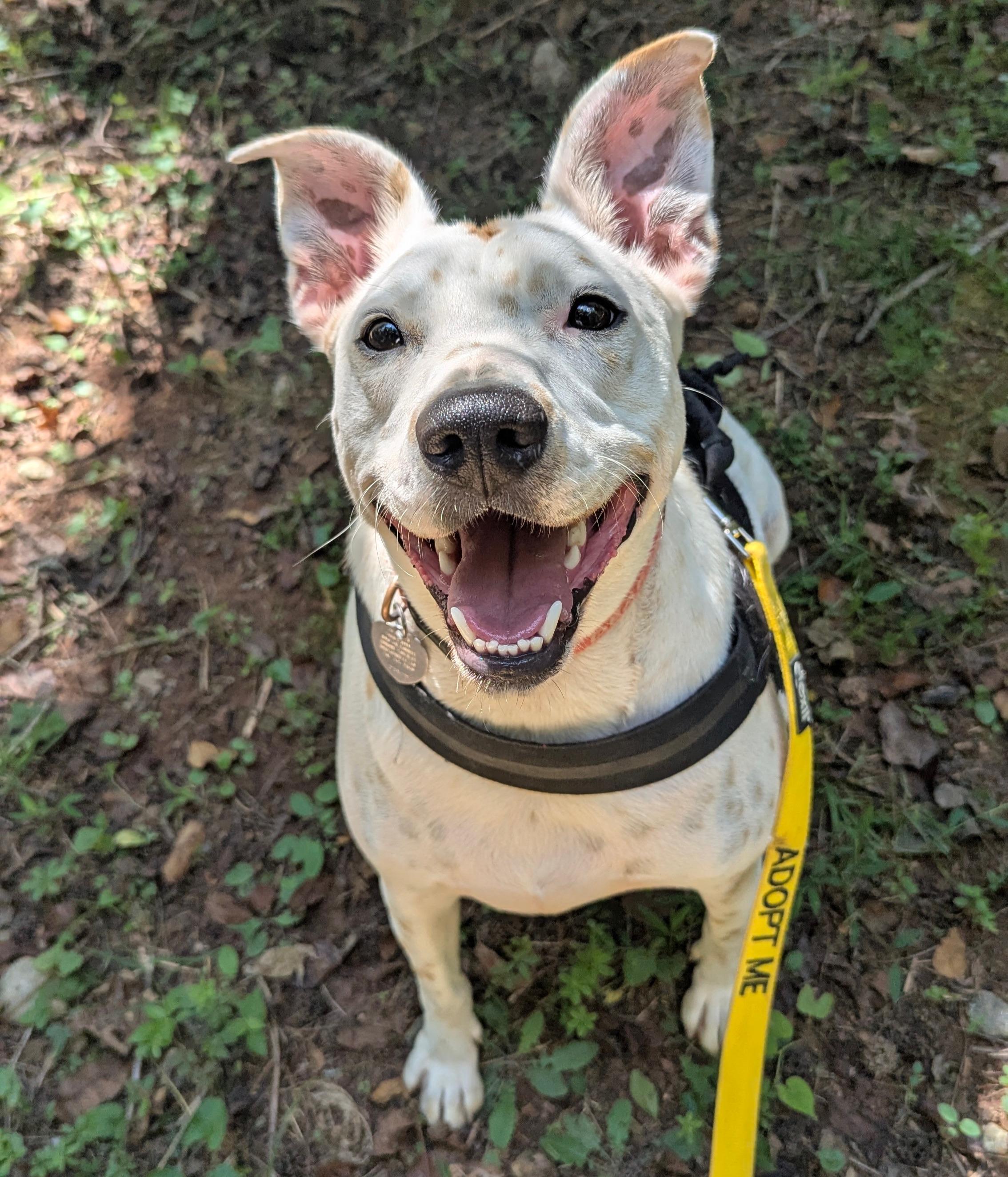 Harvey, a Adoptable mixed breed in Dawsonville, GA image 1/6