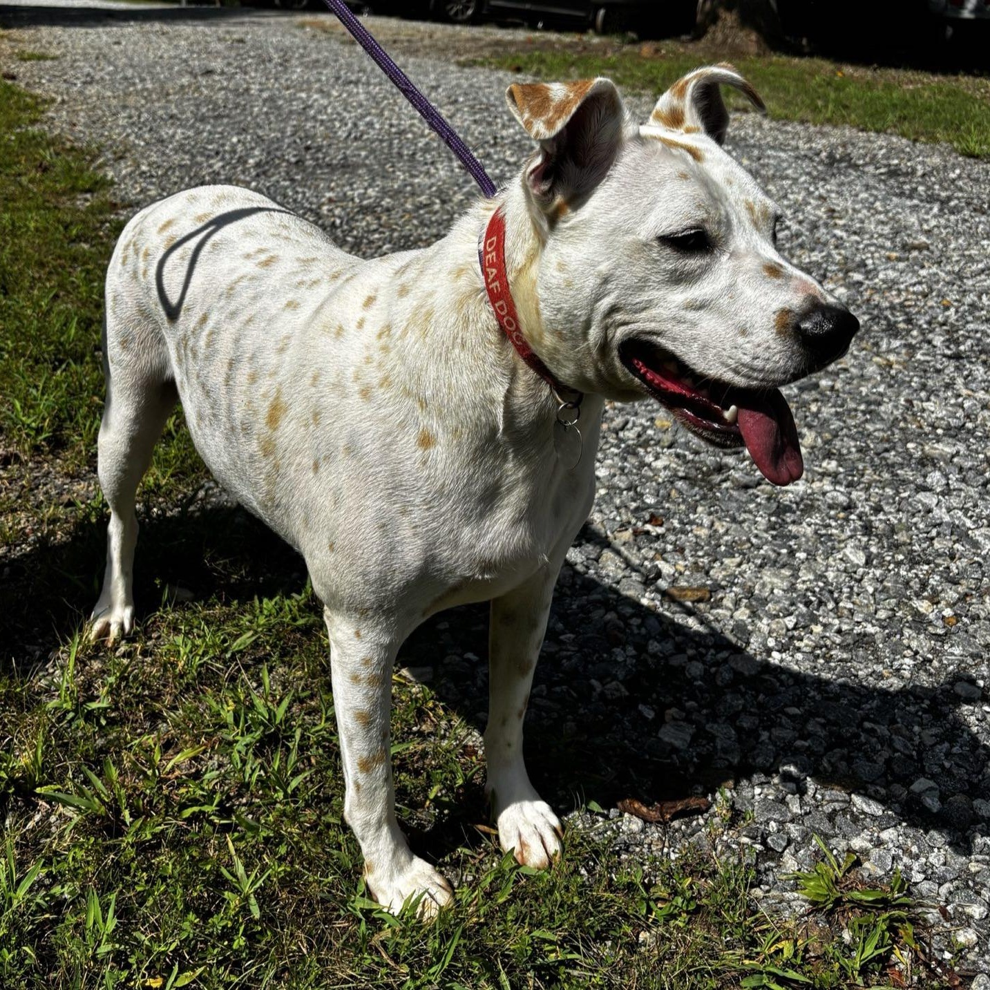 Harvey, a Adoptable mixed breed in Dawsonville, GA image 4/6
