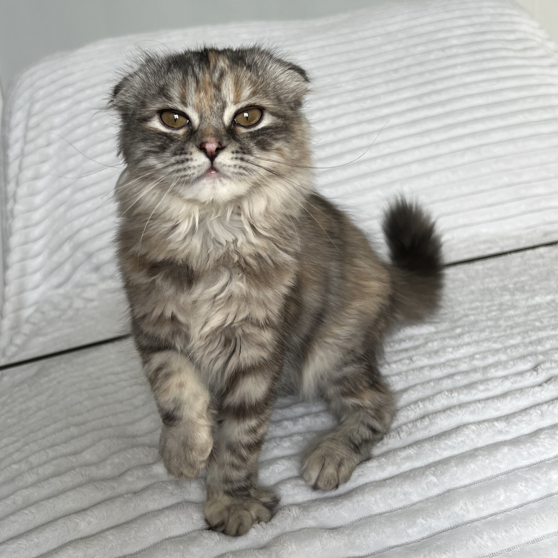Cat for adoption Irish, a Scottish Fold in Stoughton, WI Petfinder