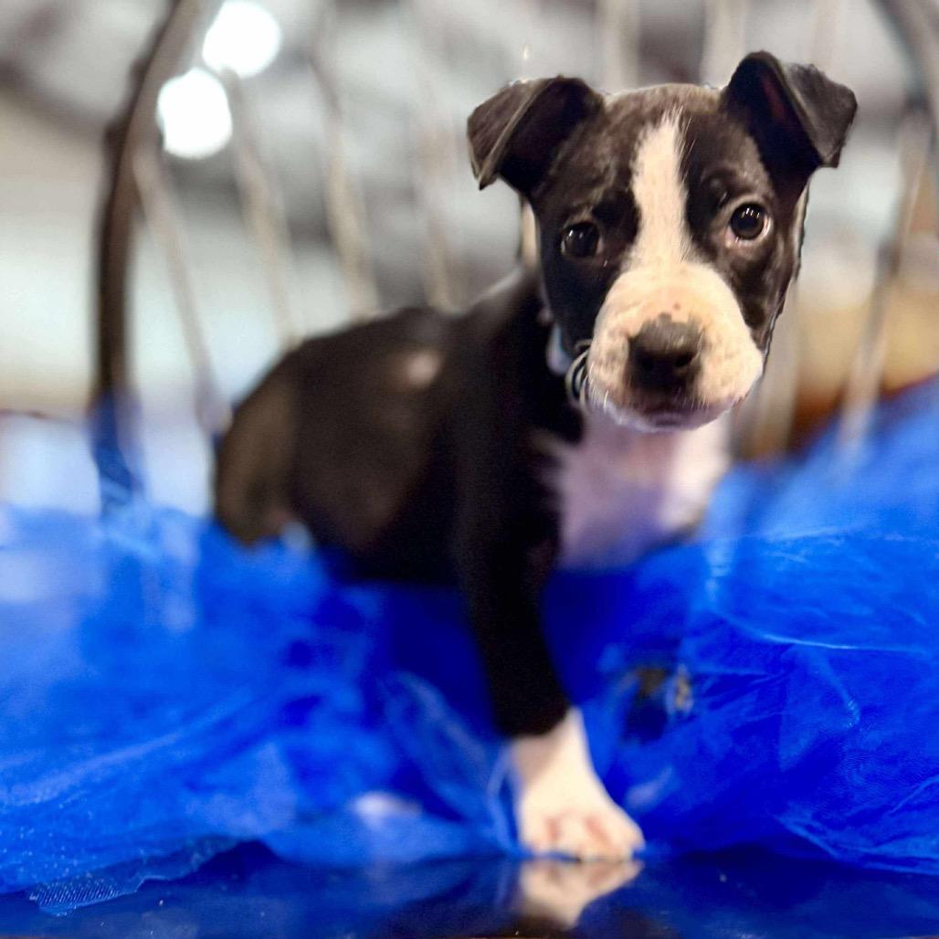 Selena, Adoptable, Puppy Female Mixed Breed.