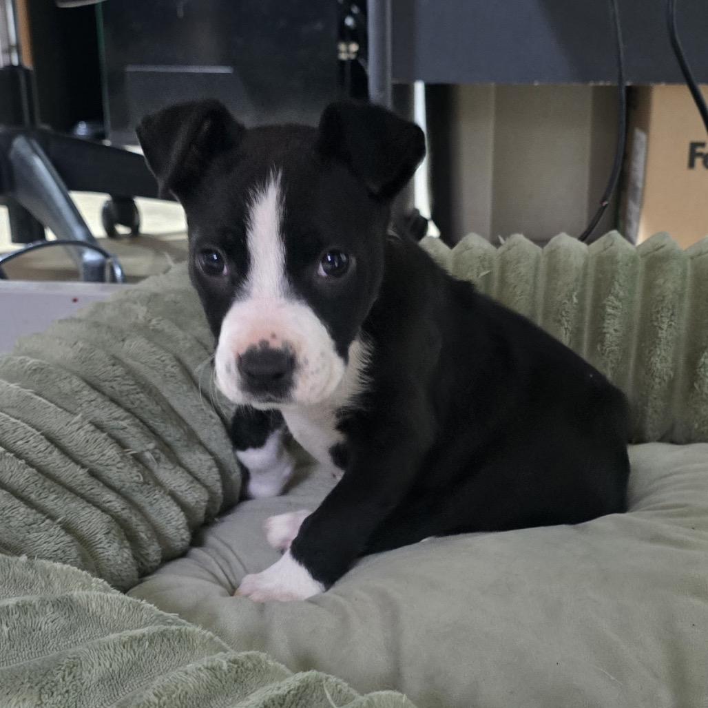 Enlarge Selena, a Adoptable Mixed Breed in Huntsville, AL image 2/6