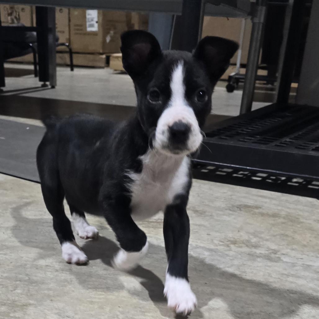 Enlarge Selena, a Adoptable Mixed Breed in Huntsville, AL image 3/6