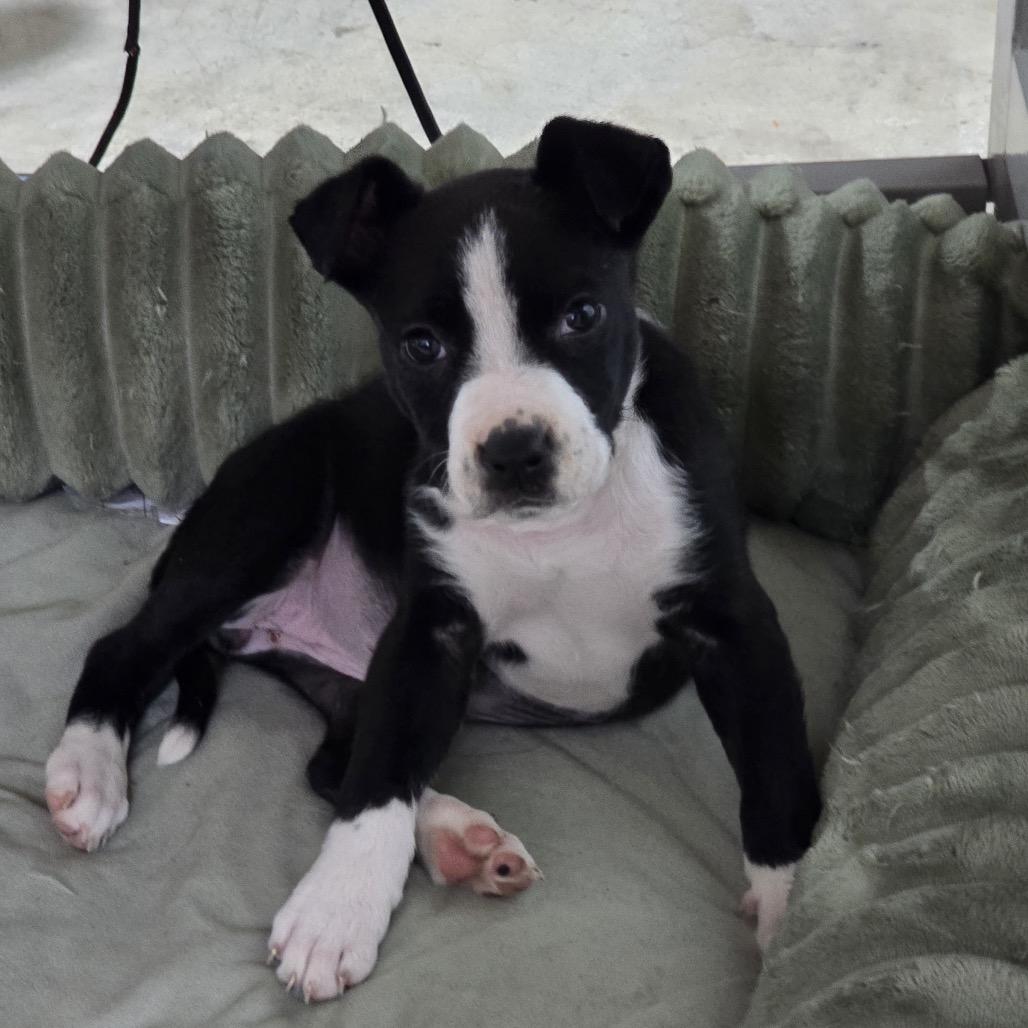 Enlarge Selena, a Adoptable Mixed Breed in Huntsville, AL image 4/6