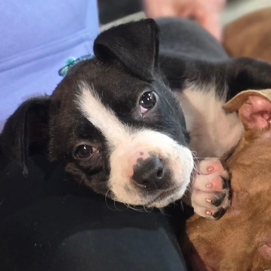 Enlarge Selena, a Adoptable Mixed Breed in Huntsville, AL image 5/6