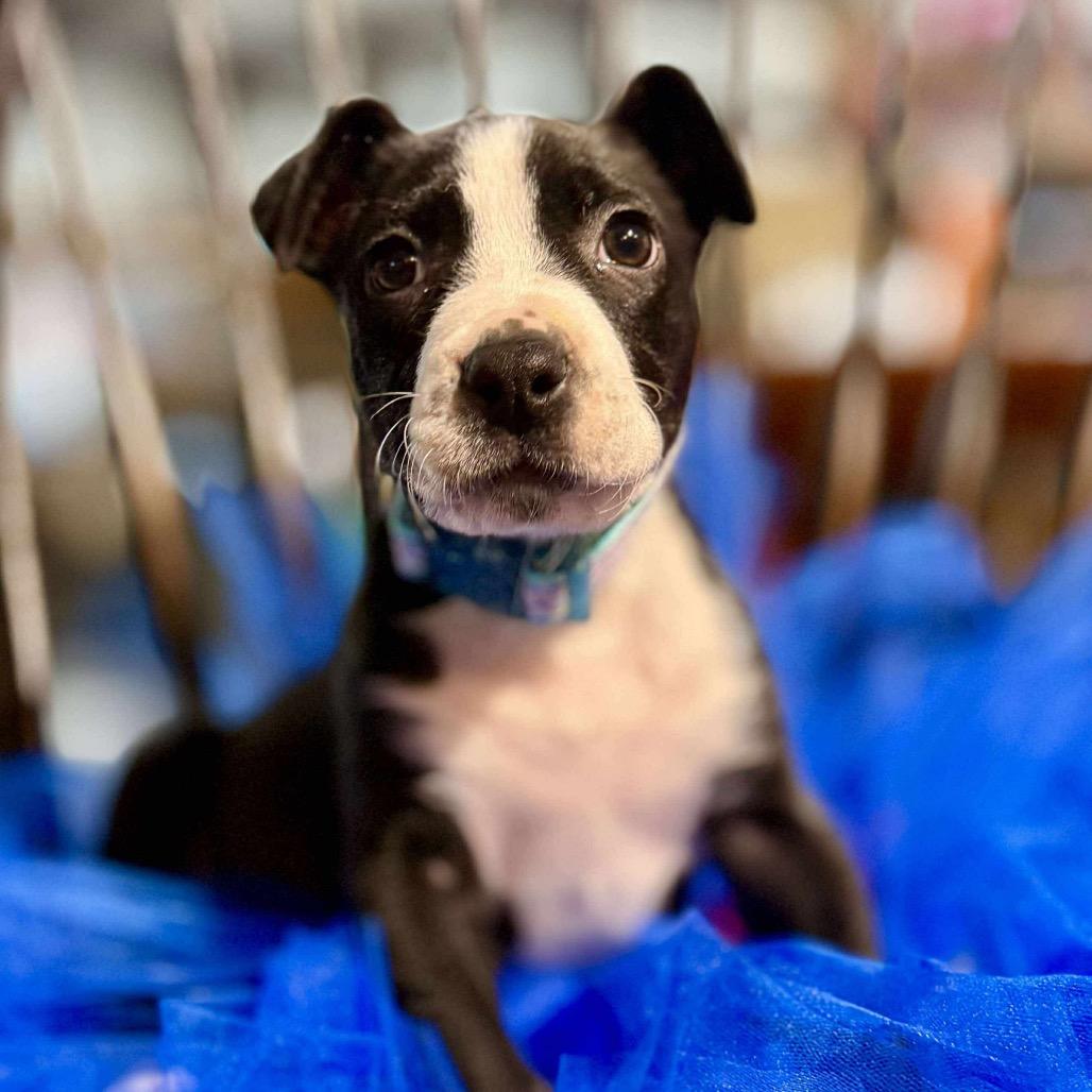 Enlarge Selena, a Adoptable Mixed Breed in Huntsville, AL image 6/6