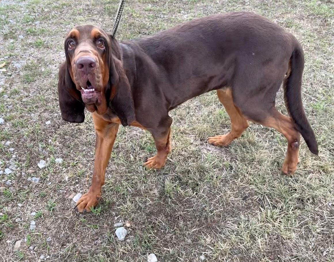 Enlarge Nosey Rosey, a Adoptable Bloodhound in Ransomville, NY image 4/6