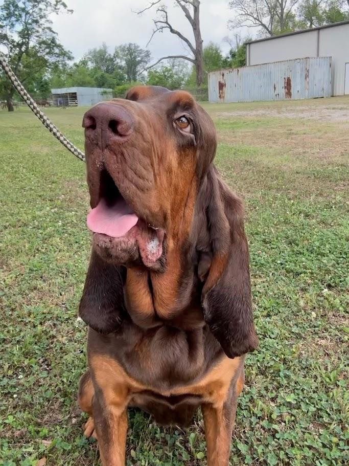 Enlarge Nosey Rosey, a Adoptable Bloodhound in Ransomville, NY image 5/6