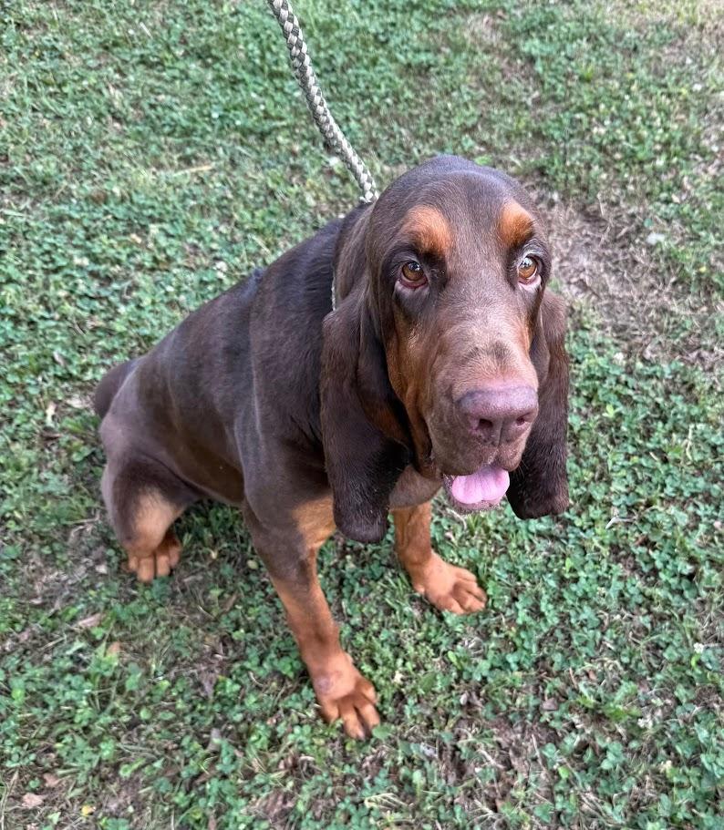 Enlarge Nosey Rosey, a Adoptable Bloodhound in Ransomville, NY image 2/6
