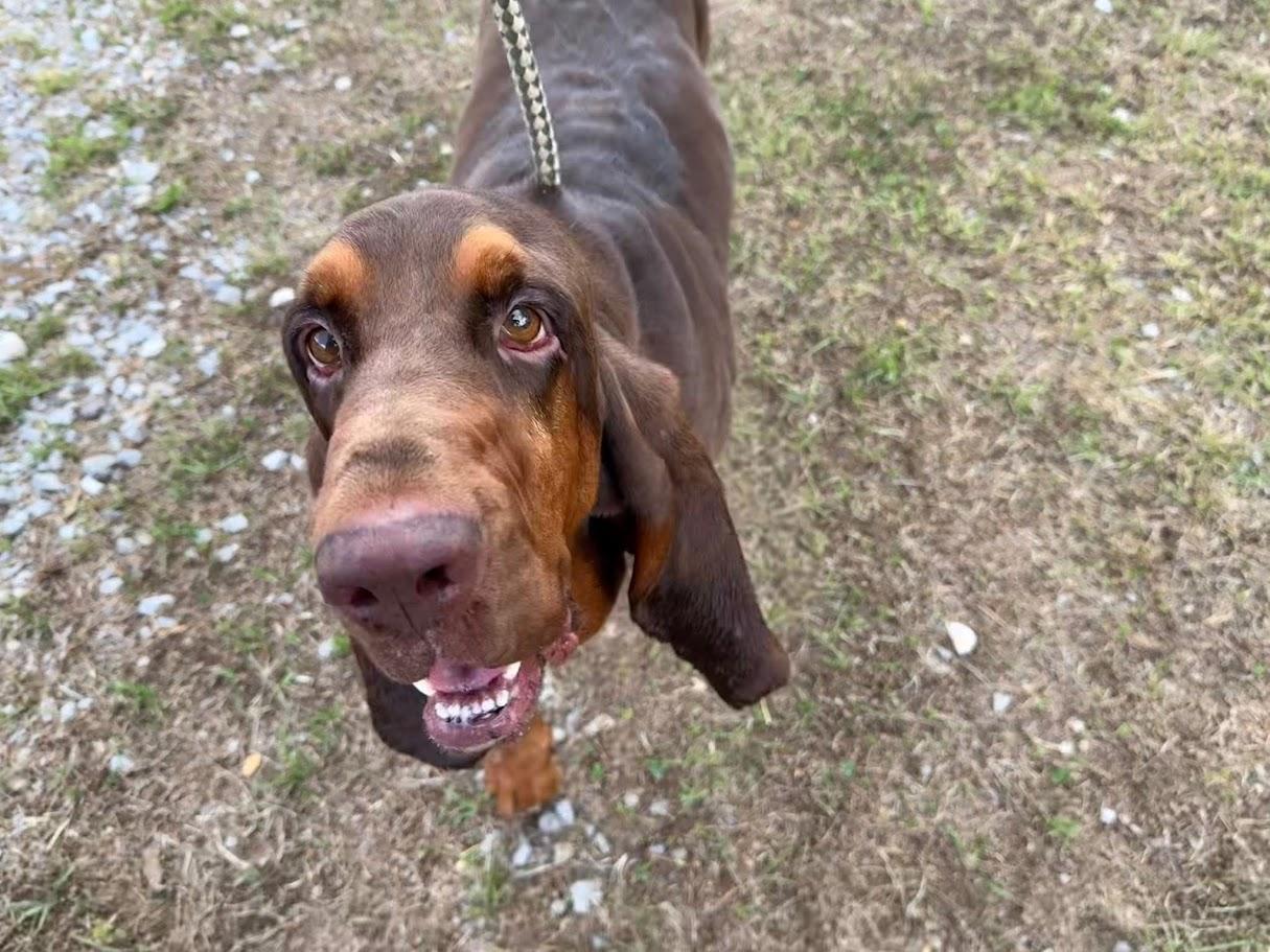 Enlarge Nosey Rosey, a Adoptable Bloodhound in Ransomville, NY image 3/6